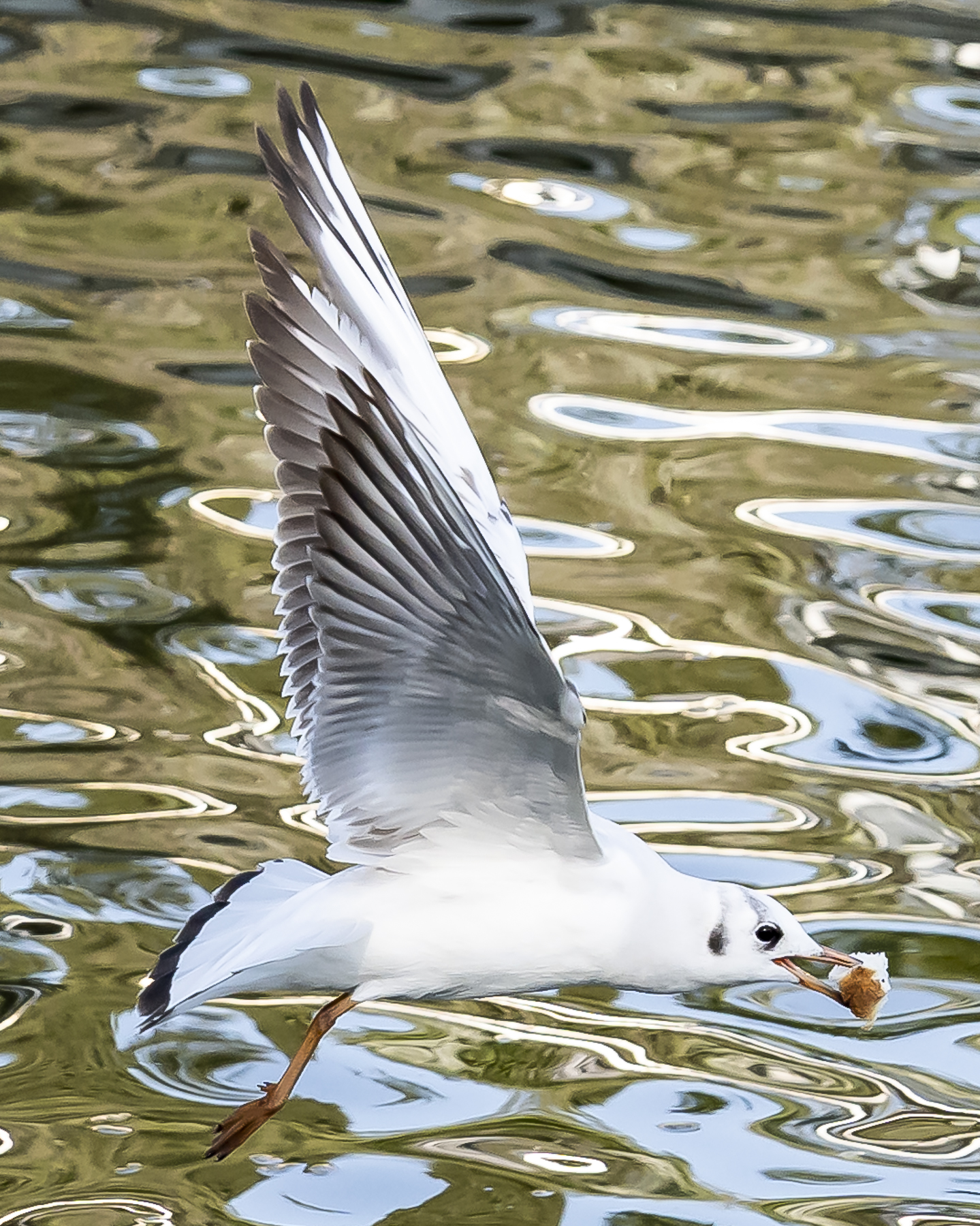 pesca il pane al volo