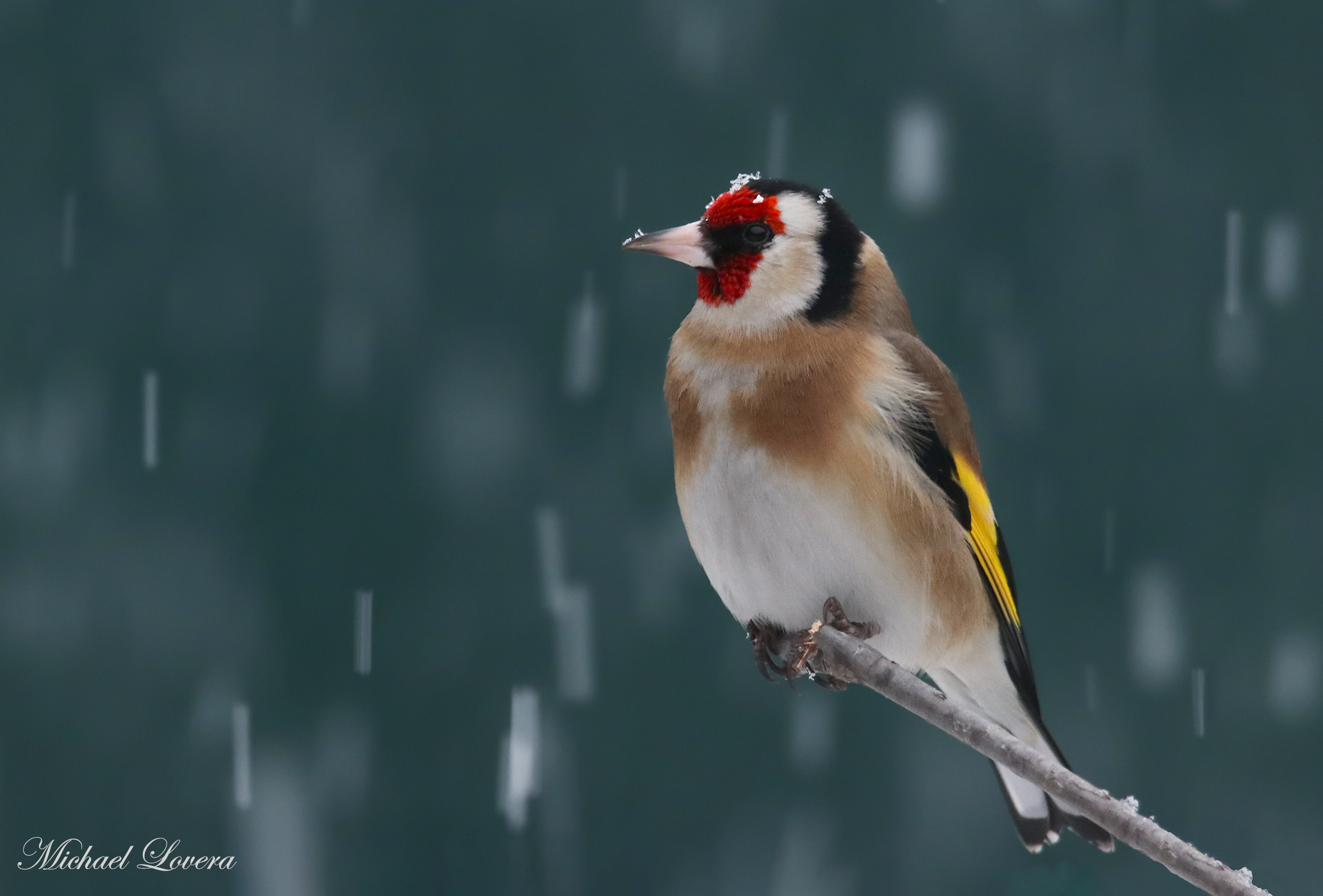 Goldfinch under the snow...