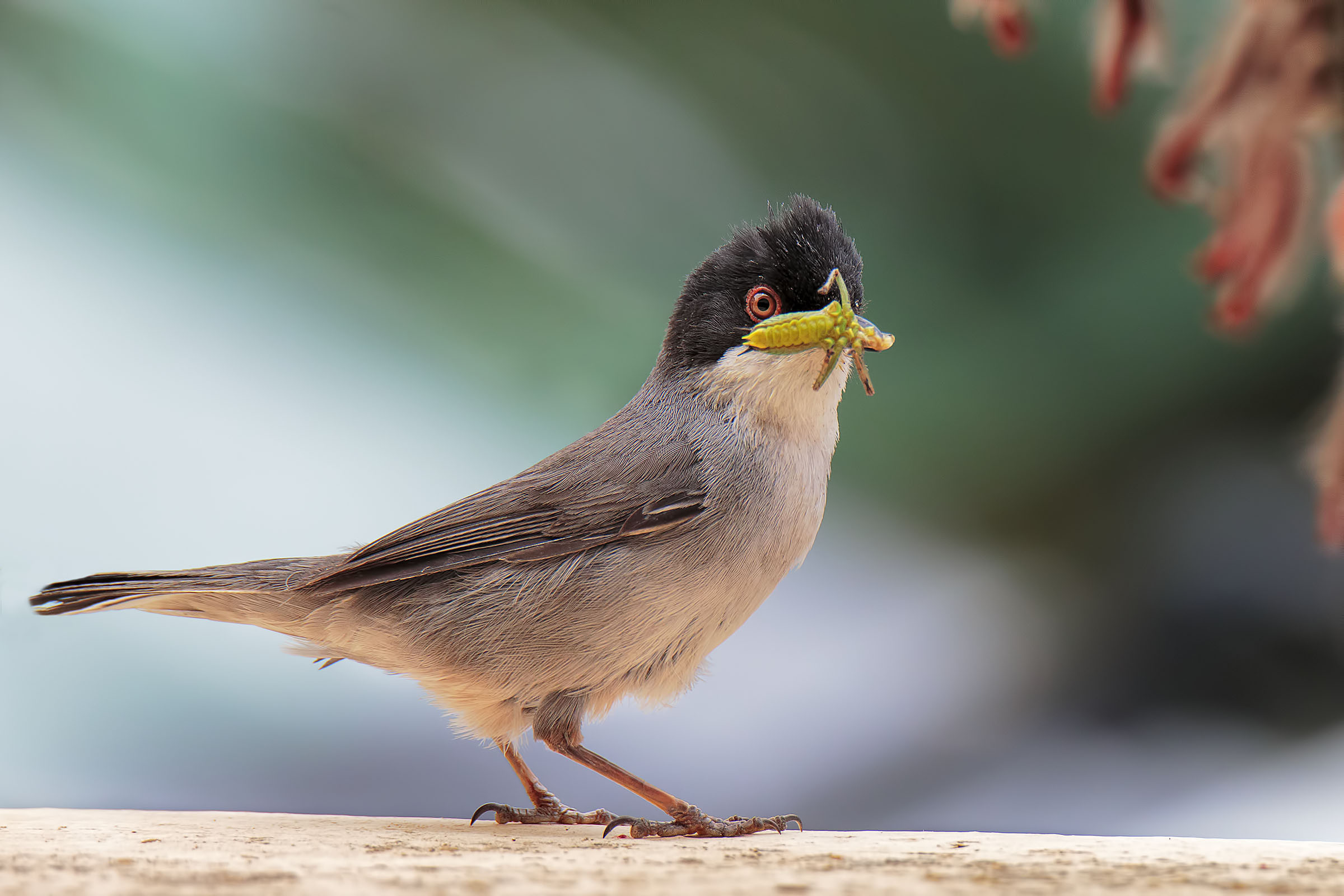 Sardinian Warbler