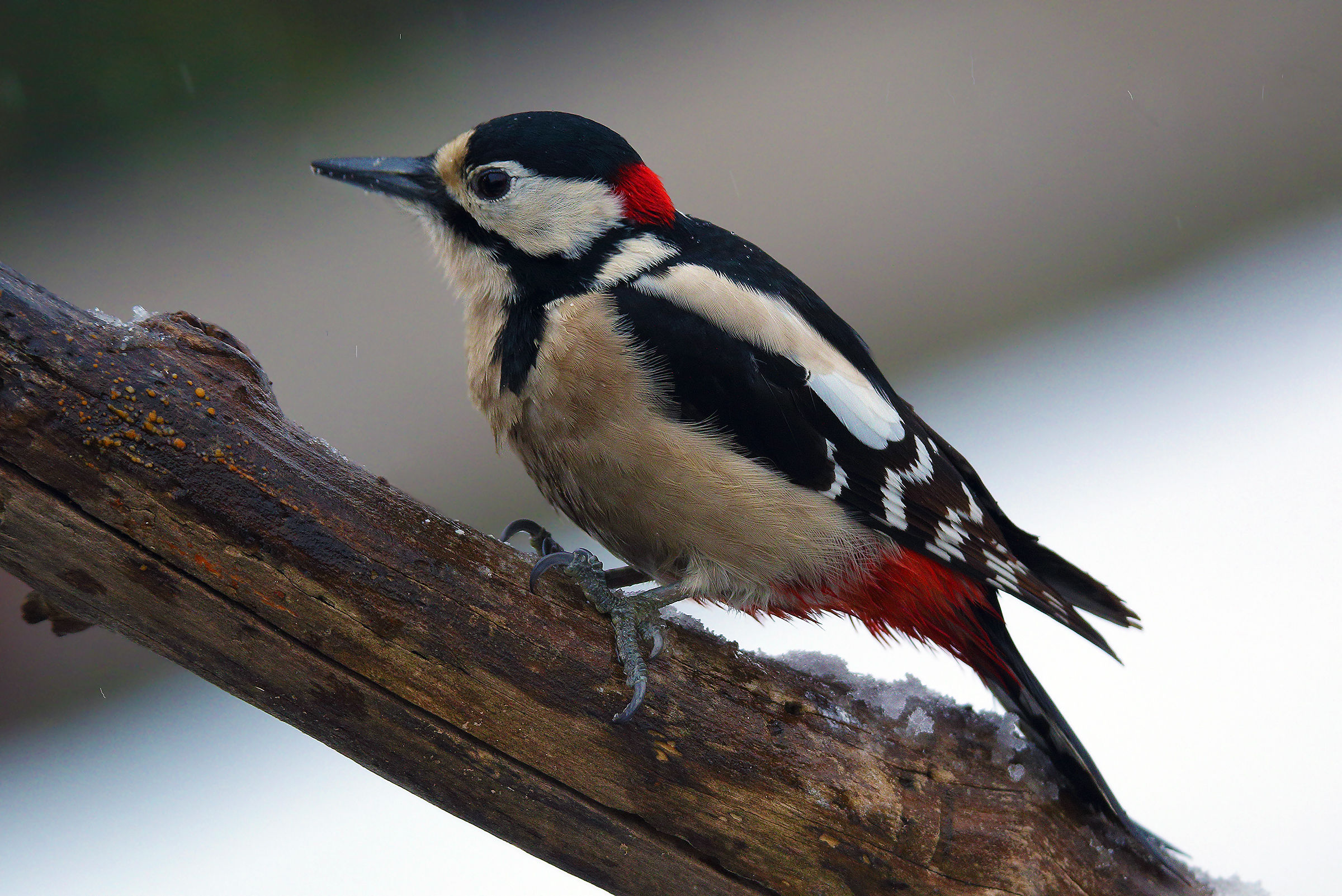 Woodpeckers and Snow