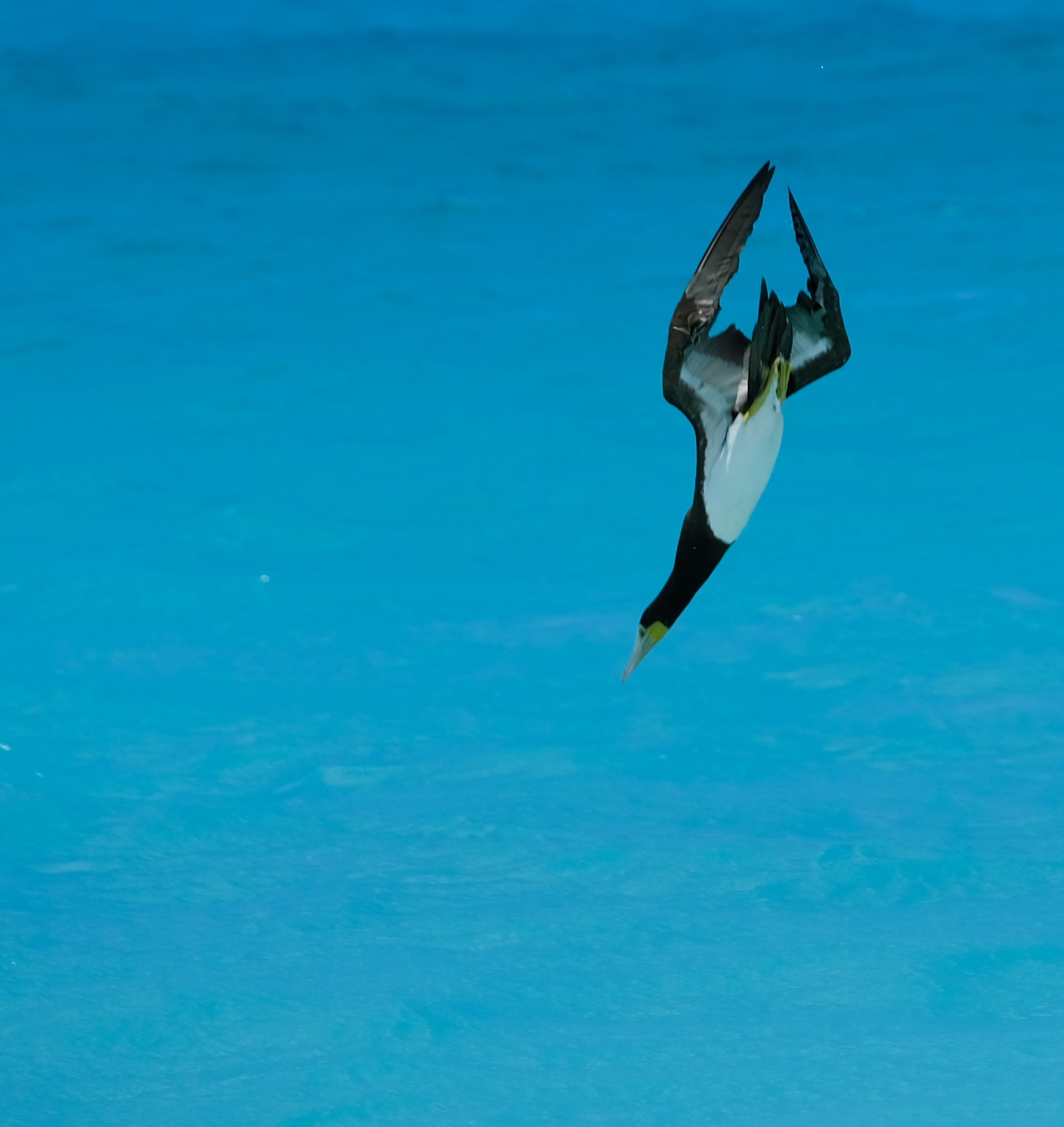 Fregata spiaggia di Anguilla