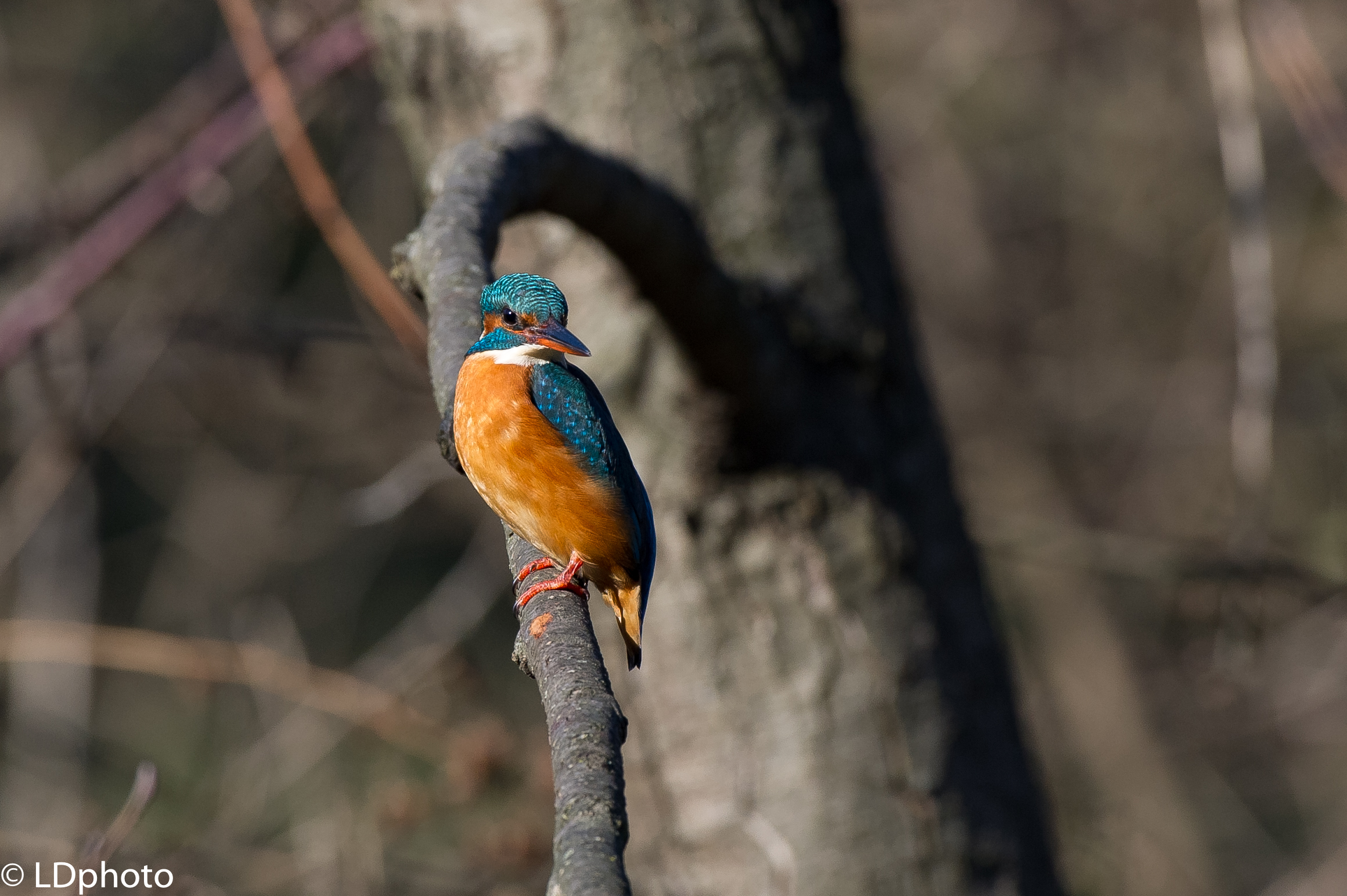 Martin pescatore (f)