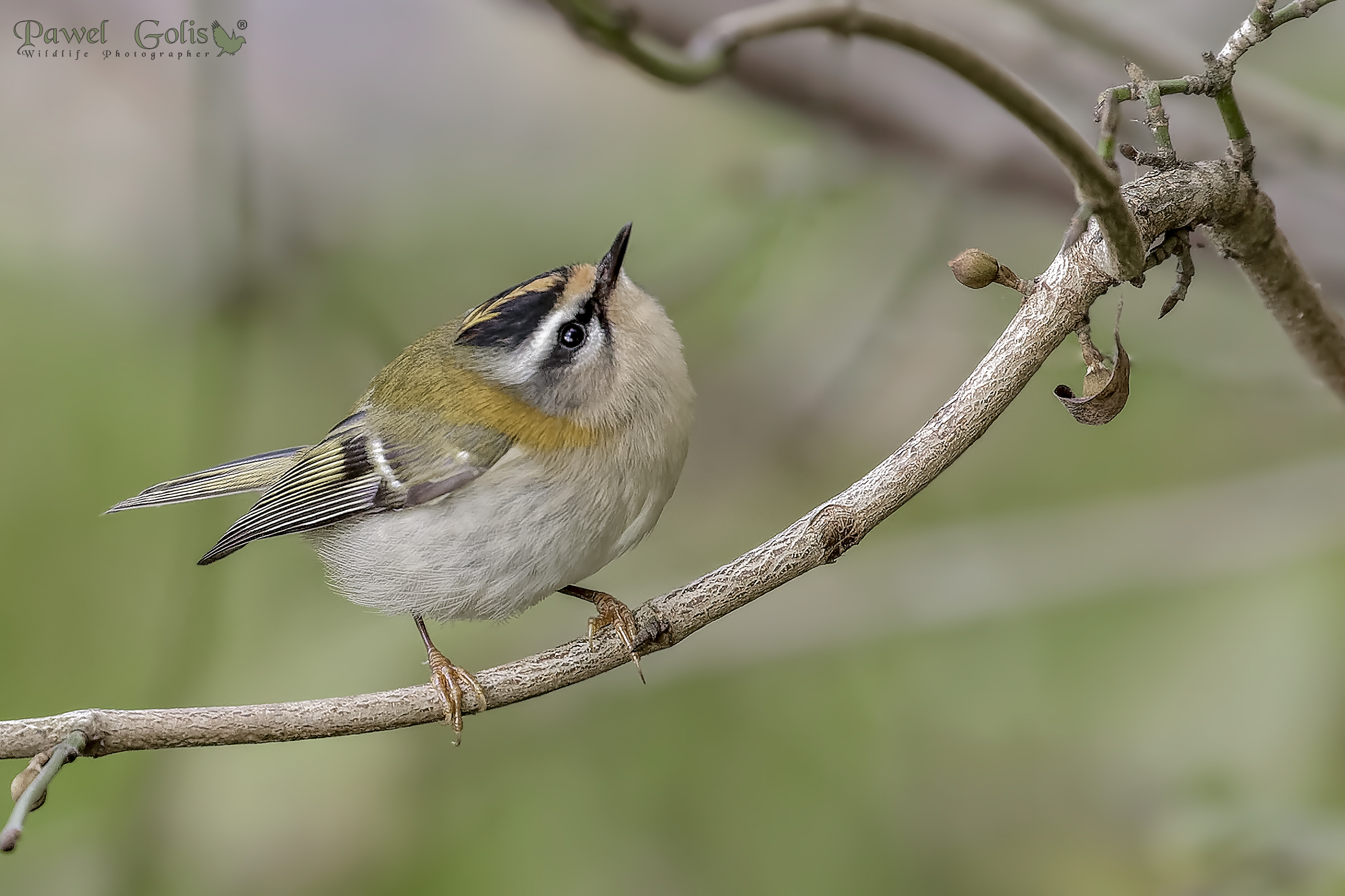 Comune di Firecrest (Regulus ignicapilla)