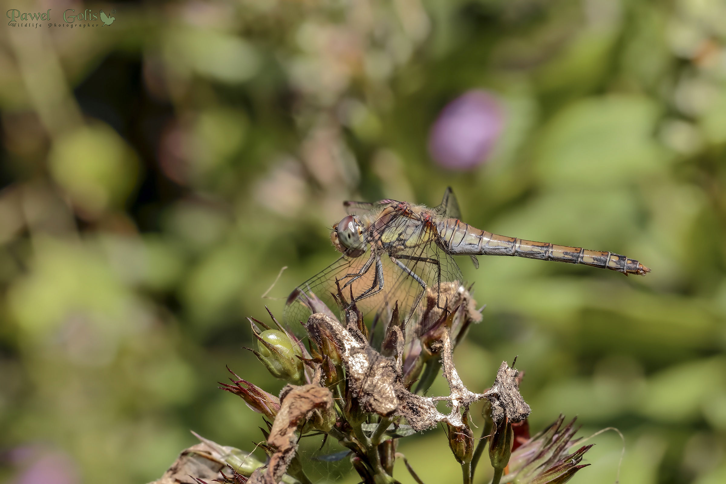 Darter comune (Sympetrum striolatum)