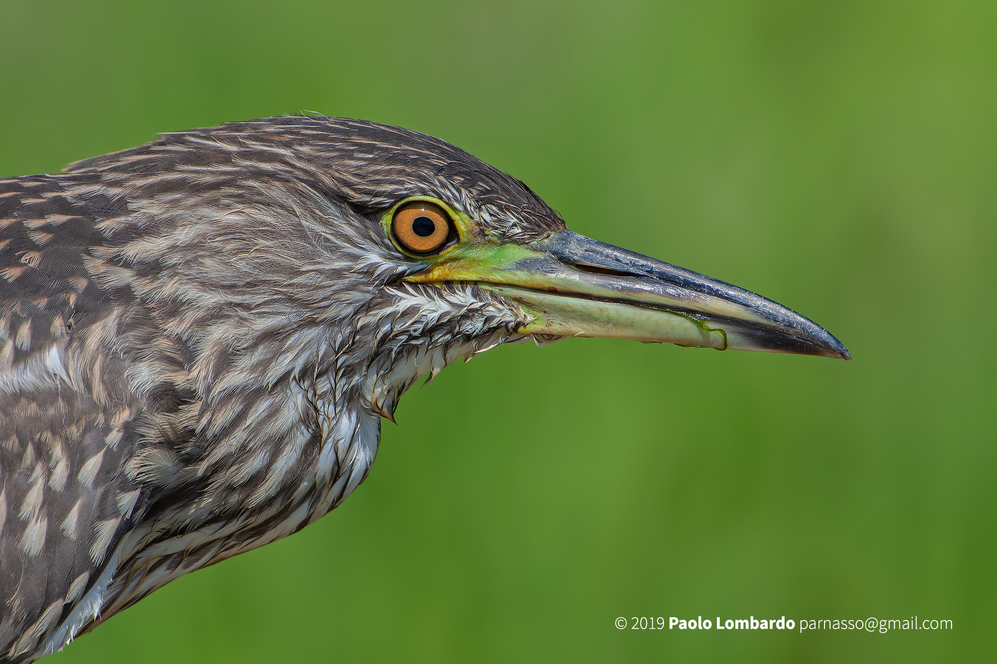 Black-crowned night heron - Nitticora