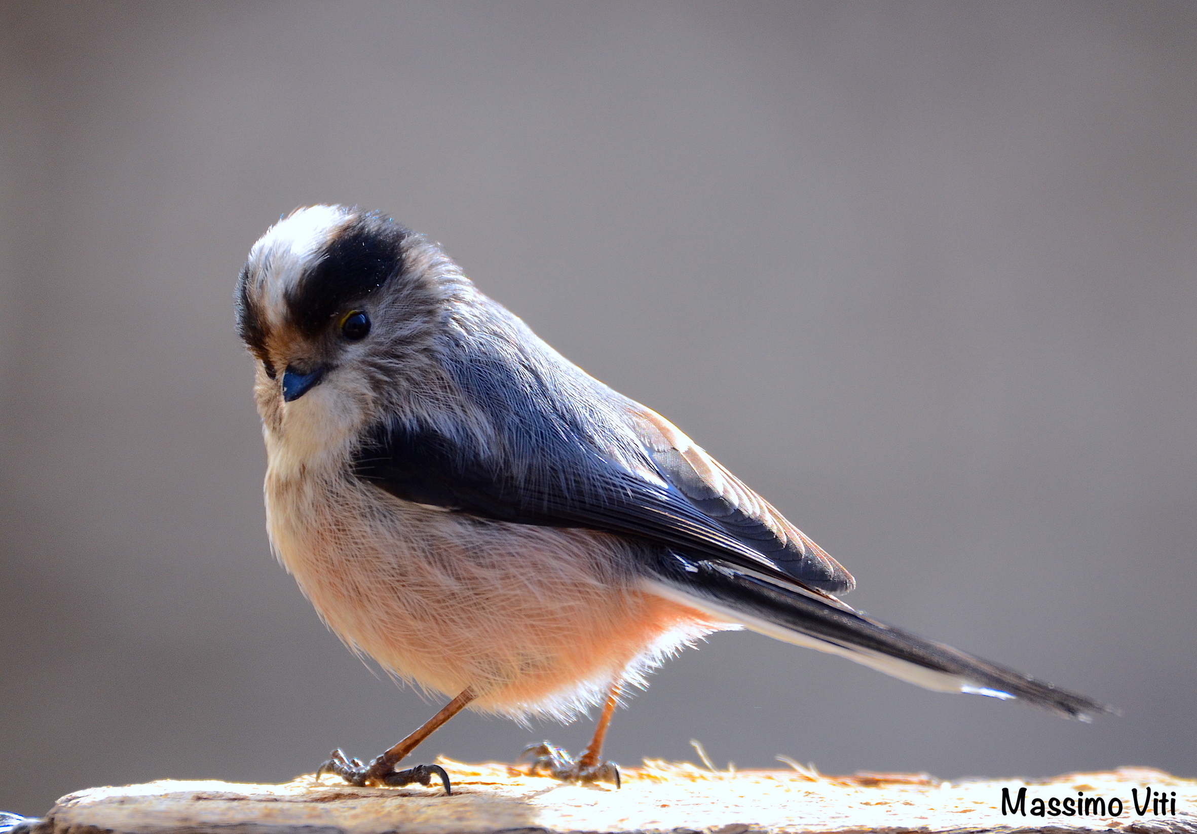 Portrait of a Codibugnolo