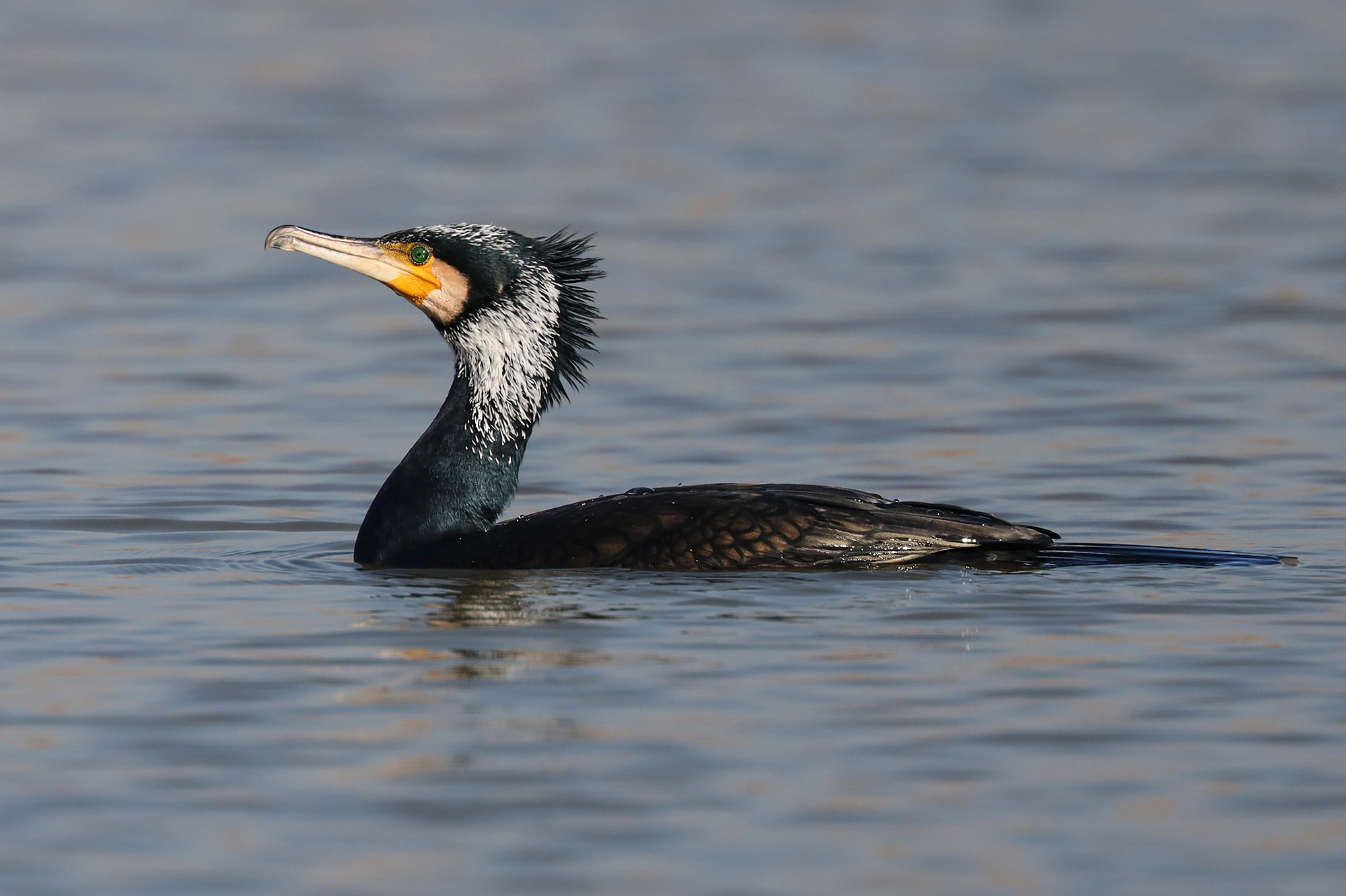 Cormorants in Livery Nuzizle