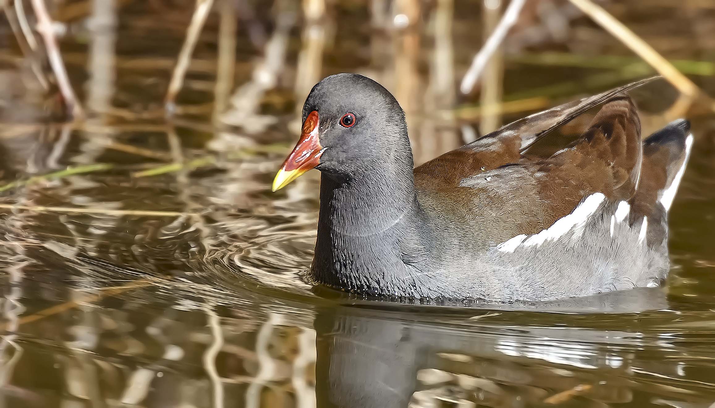 Gallinule