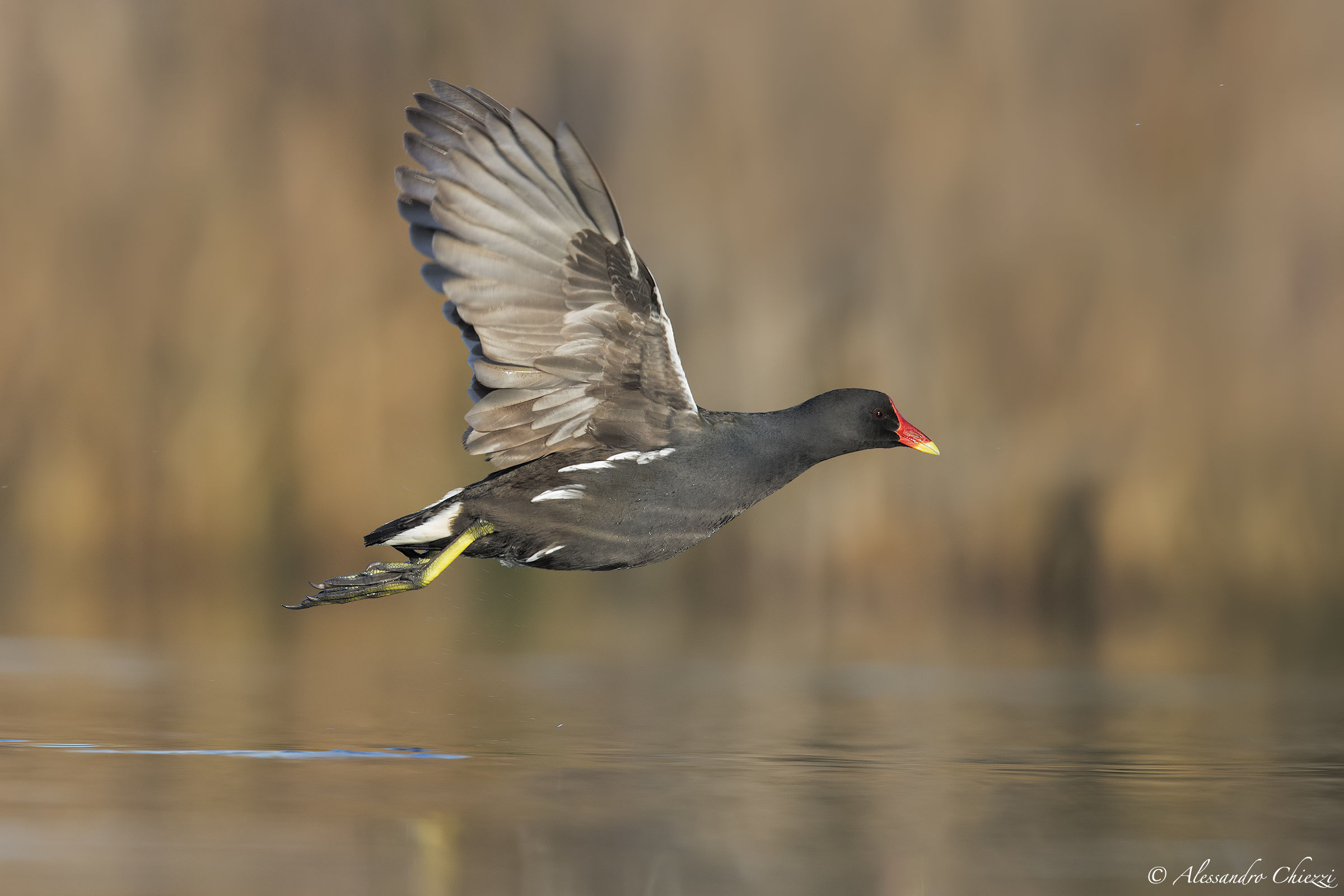 The flight of the hen