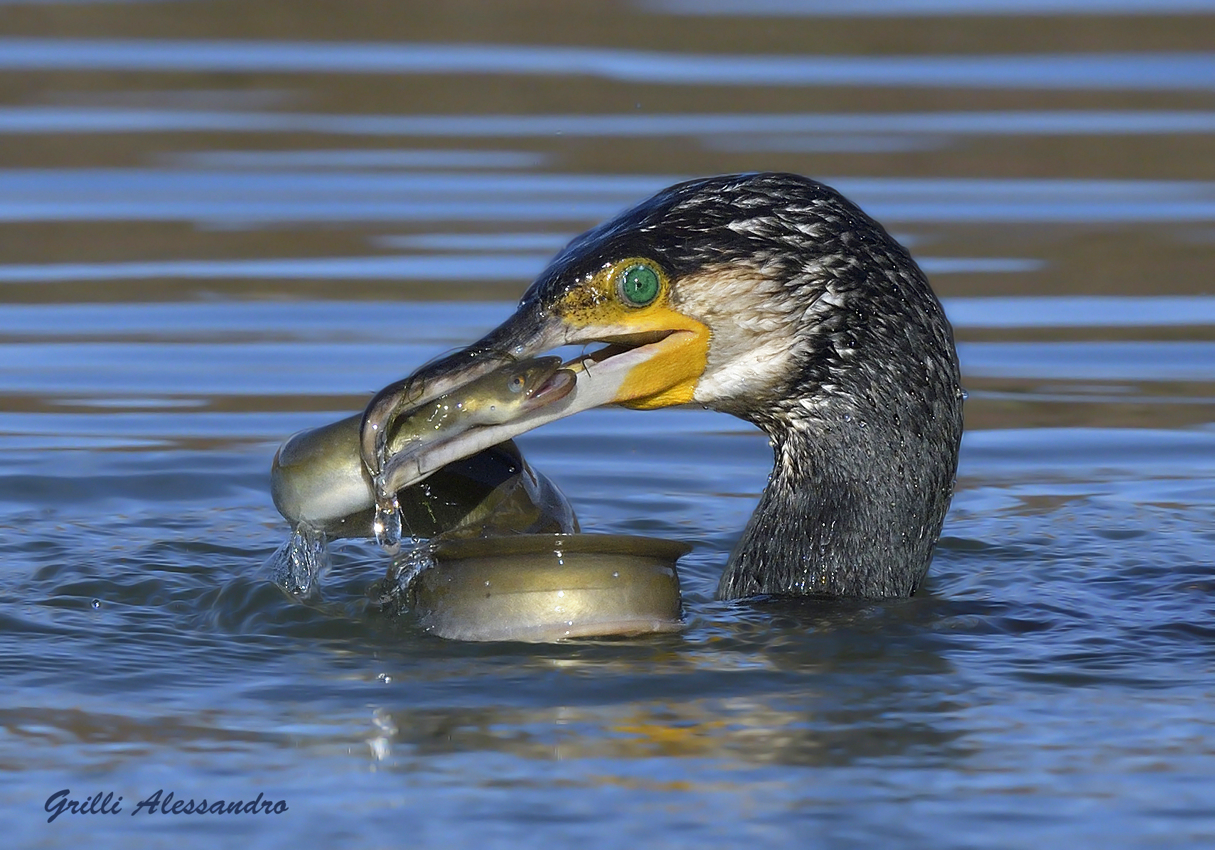 Cormorating in battle with Anguilla. Photo taken along L