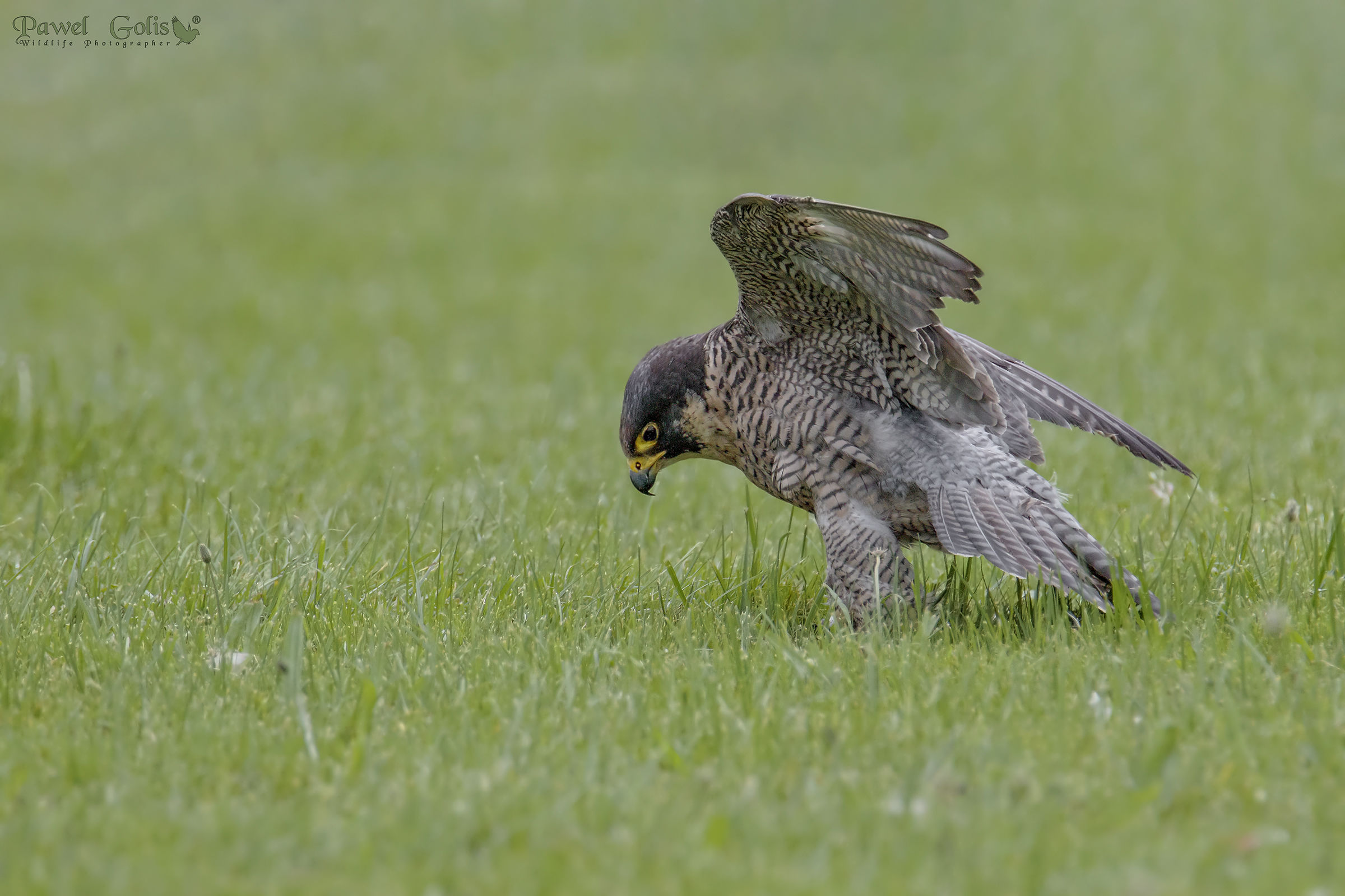 Falco Pellegrino (Falcon peregrinus)