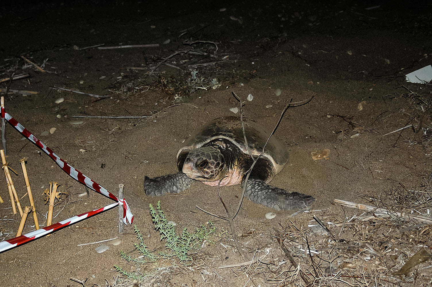 reparto maternità !!