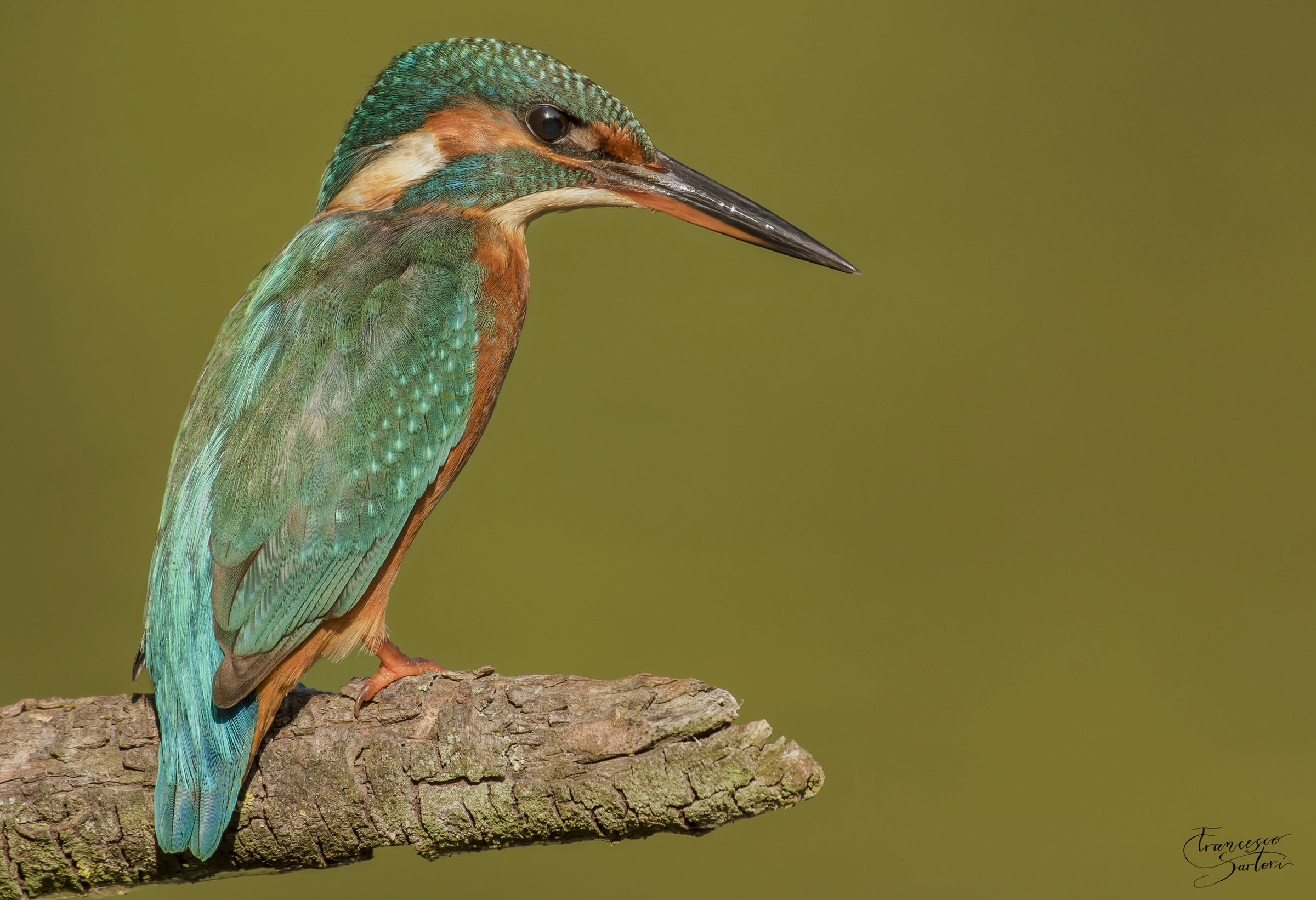 Kingfisher