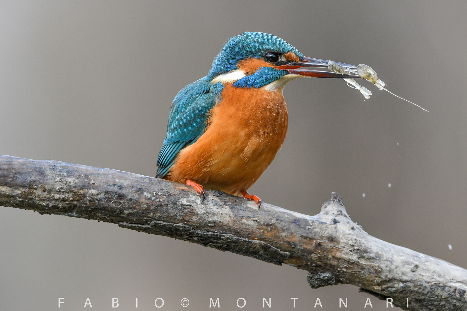 martin pescatore con preda
