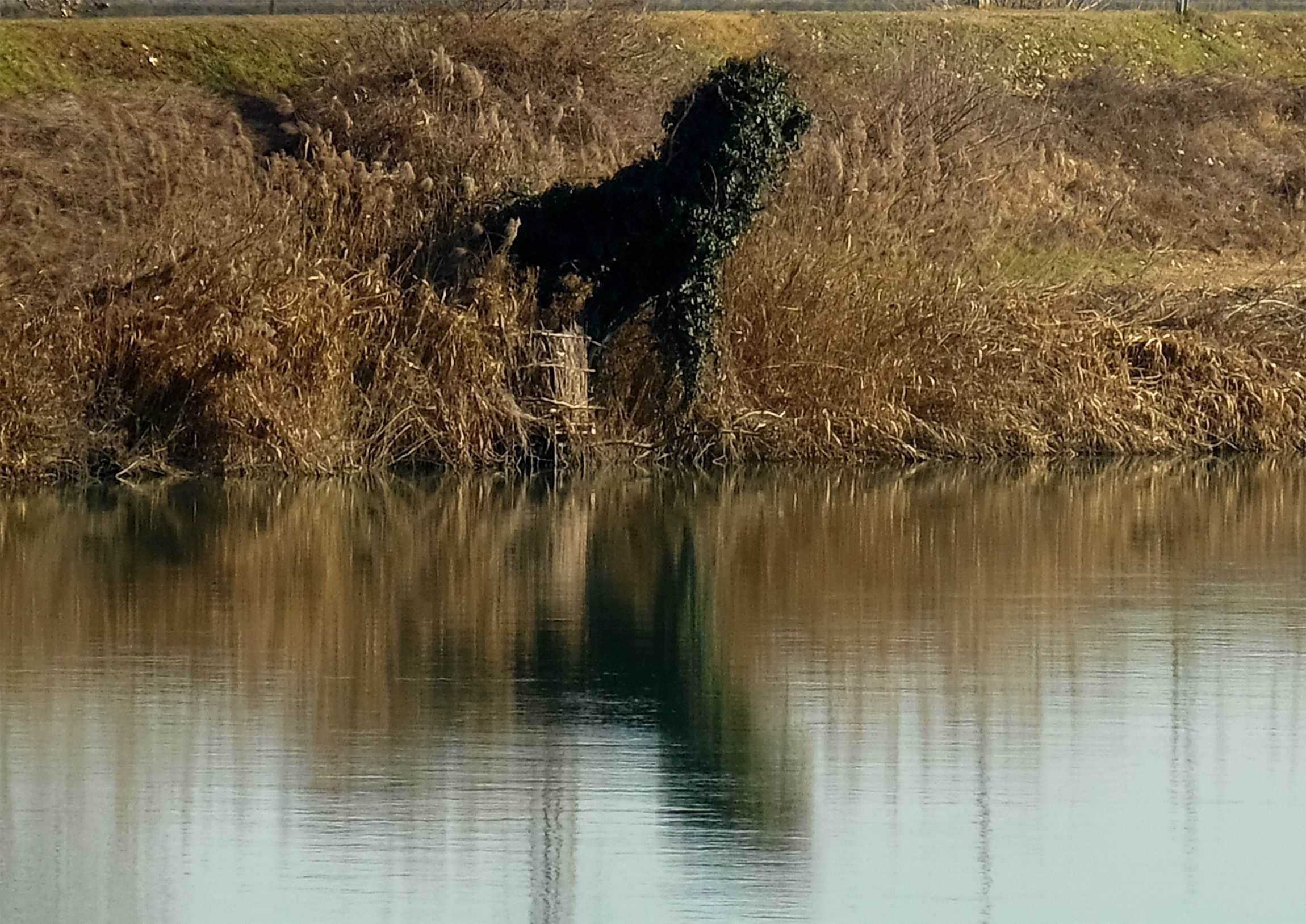 The monster of the river