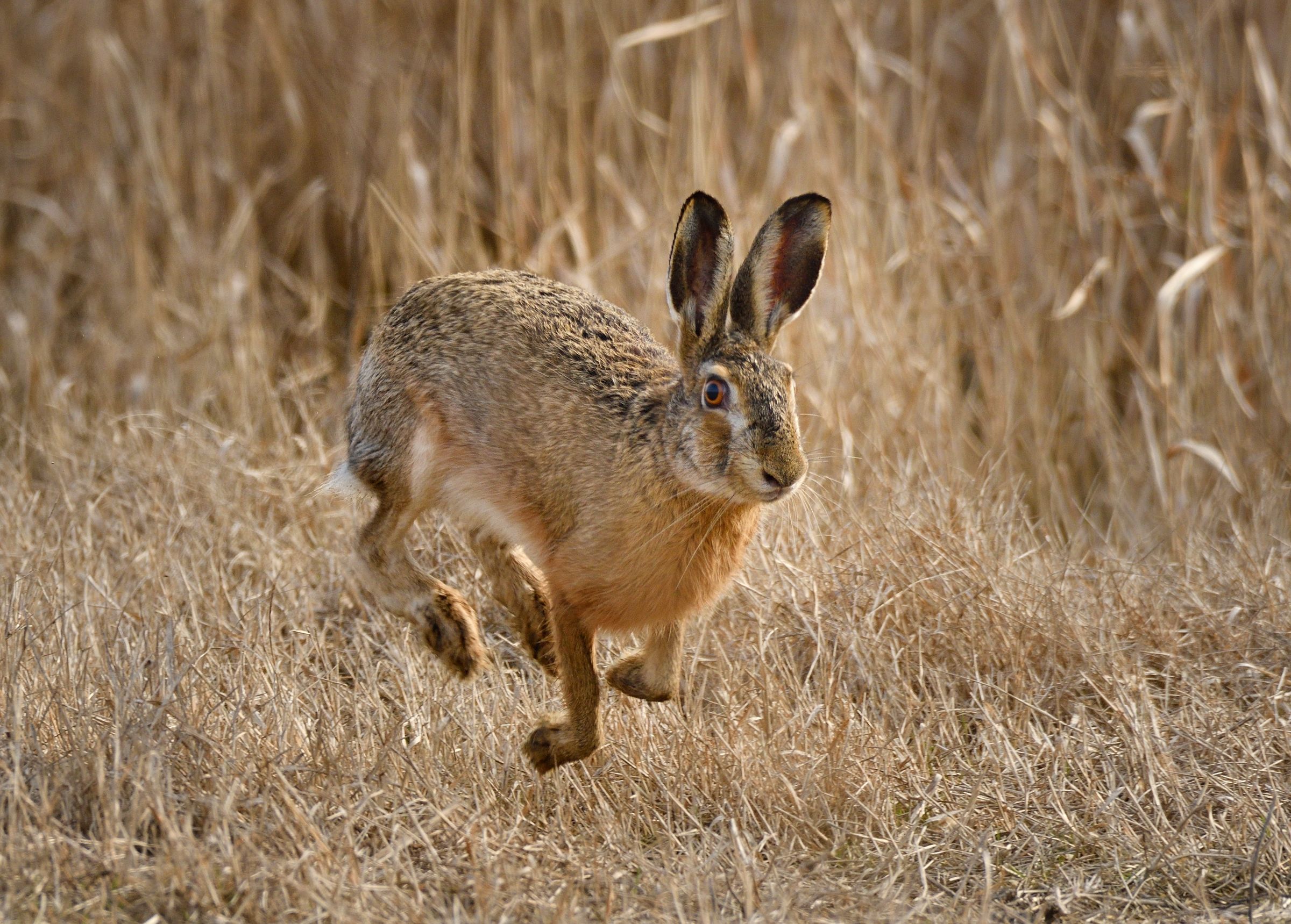 Run like a hare...