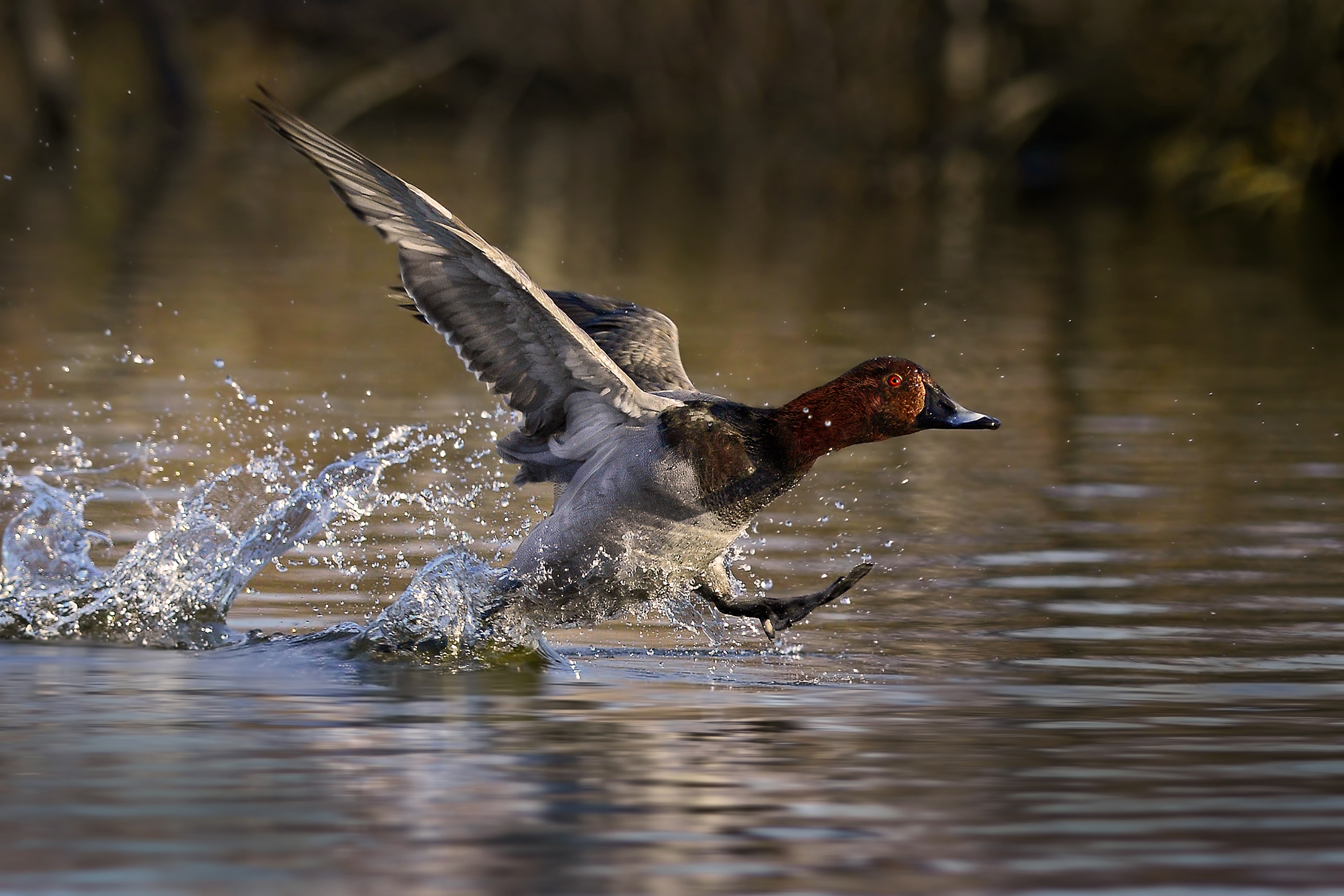 Pochard