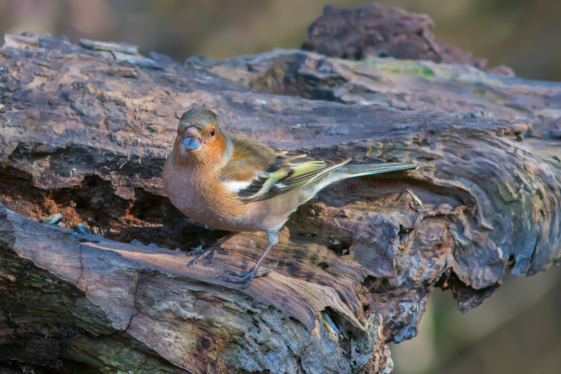 Chaffinch