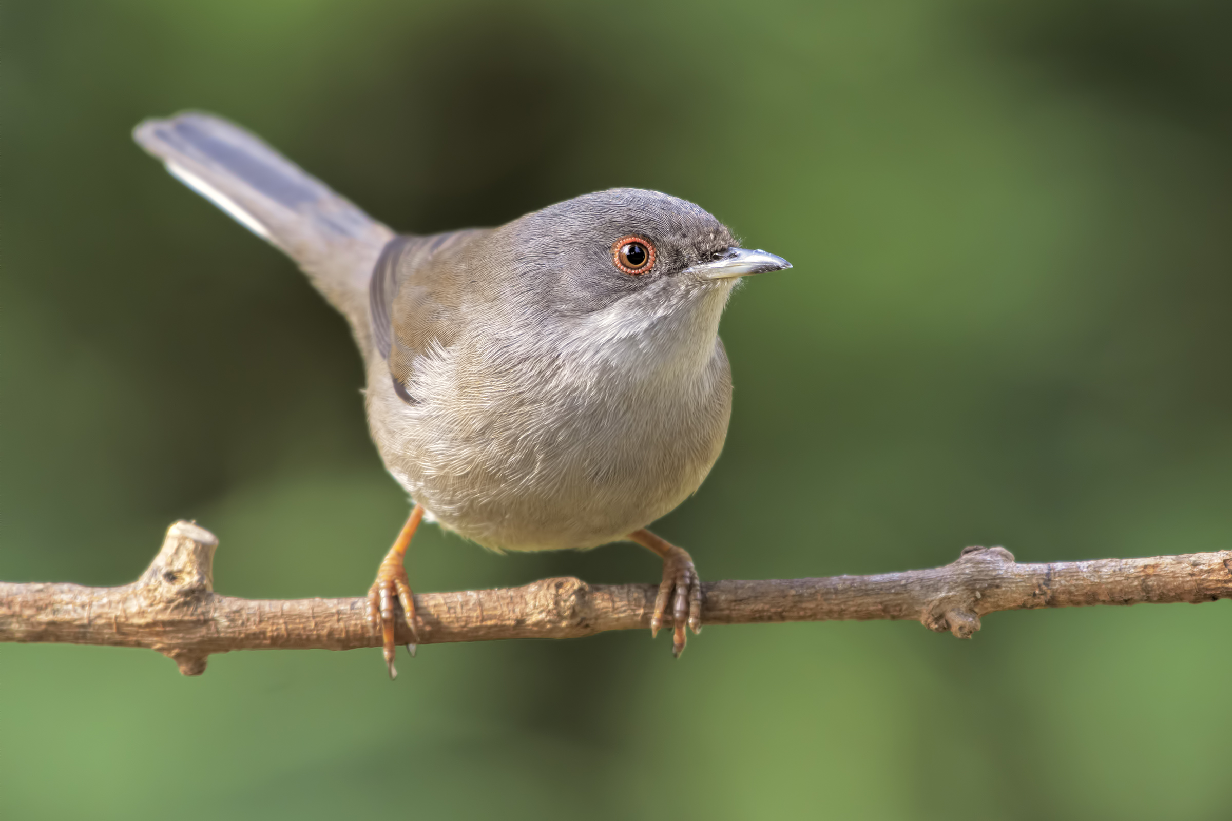 Sardinian Warbler