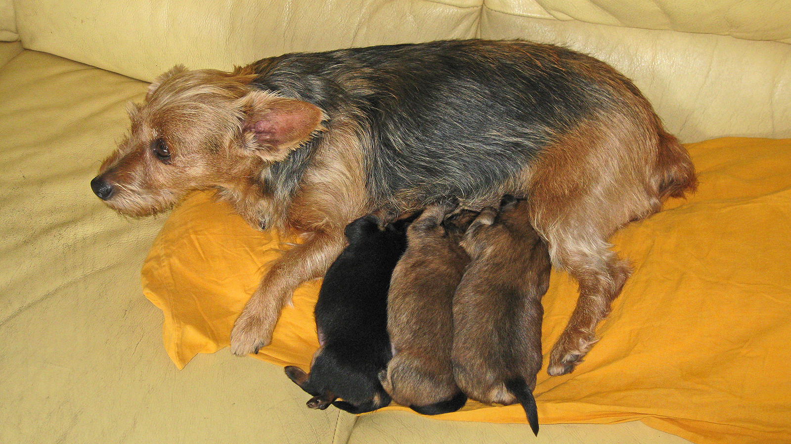 la mamma :Shilla  [yorkshire taglia media]