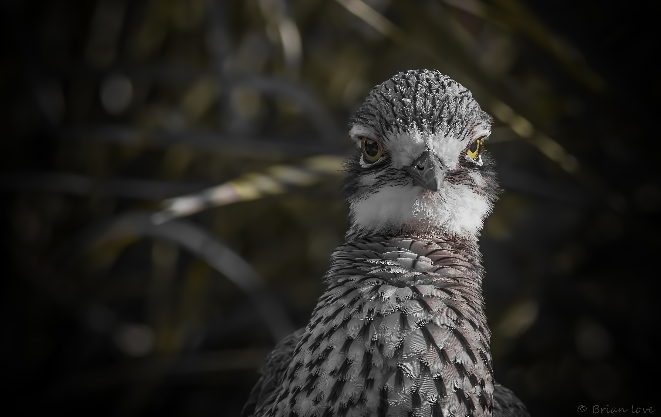 Bush Stone-curlew(Burhinus grallarius)
