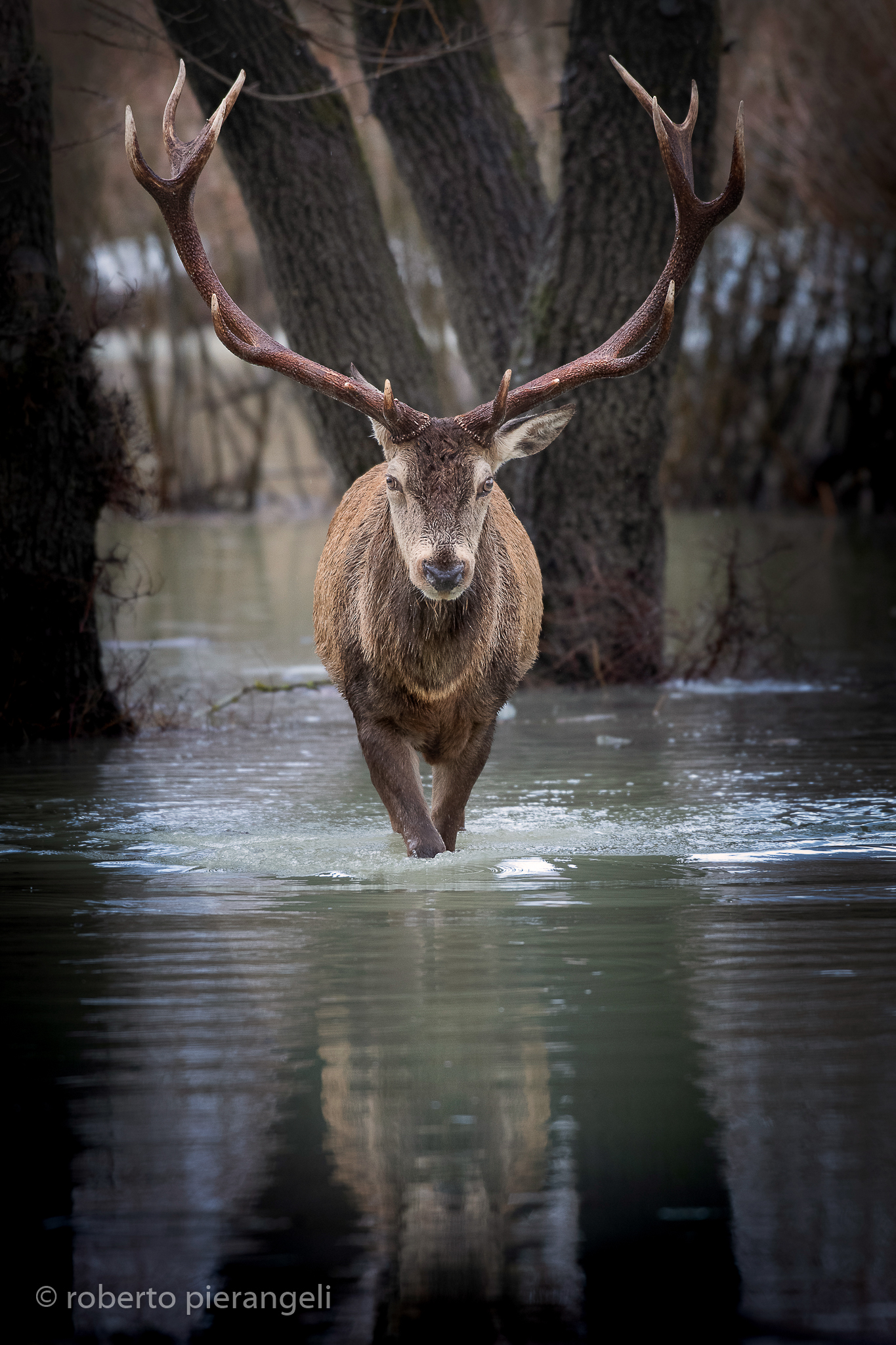 parco abruzzo lazio e molise