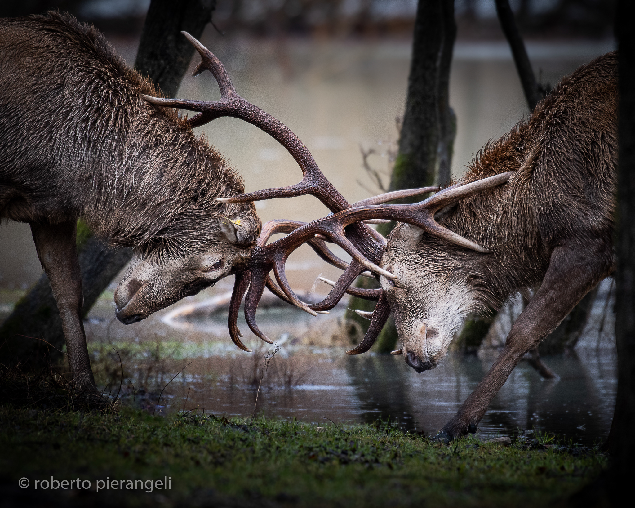 parco nazionale abruzzo lazio e molise
