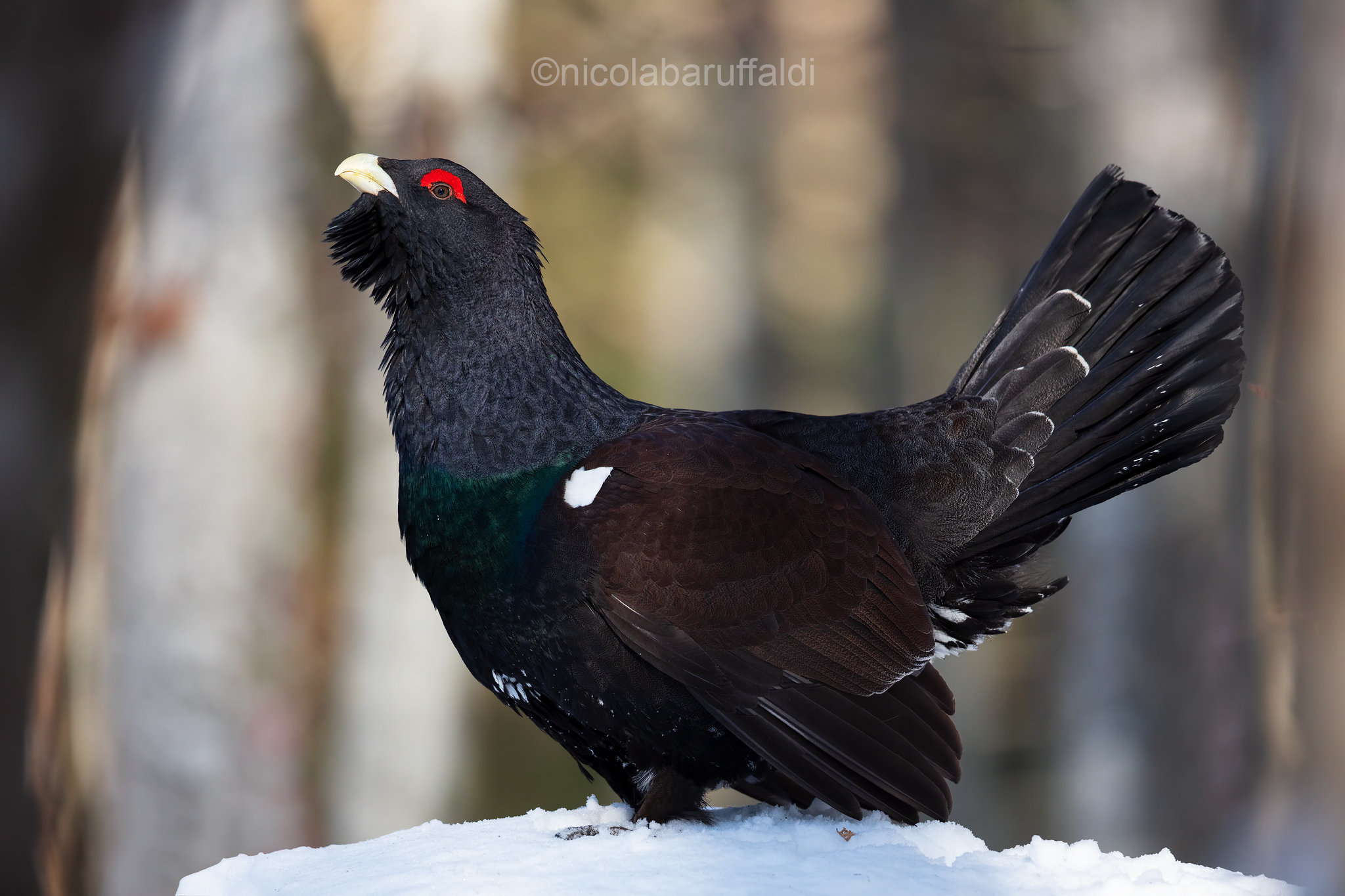 The spirit of the forest-Capercaillie