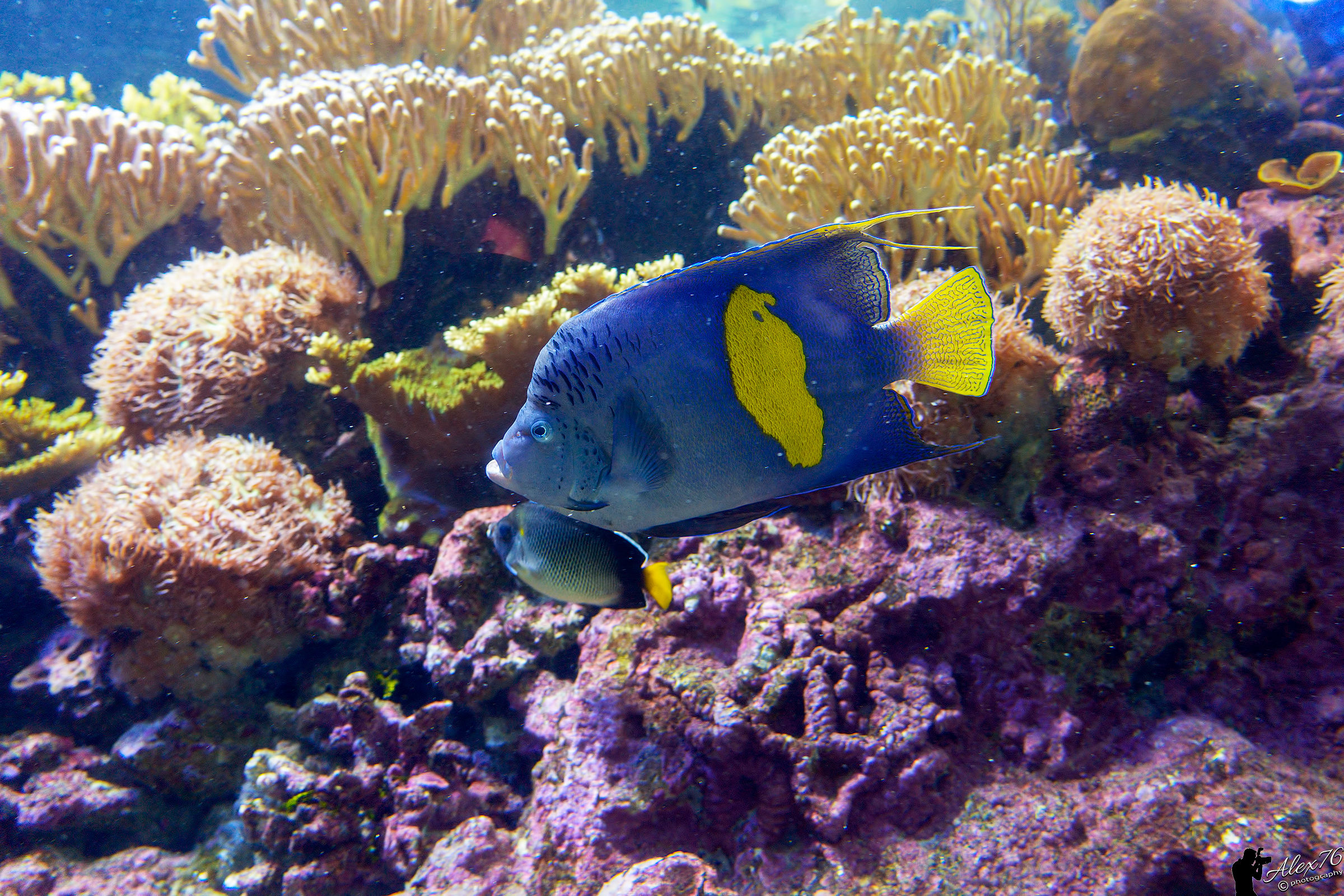 Un altro scatto dall'acquario di Genova