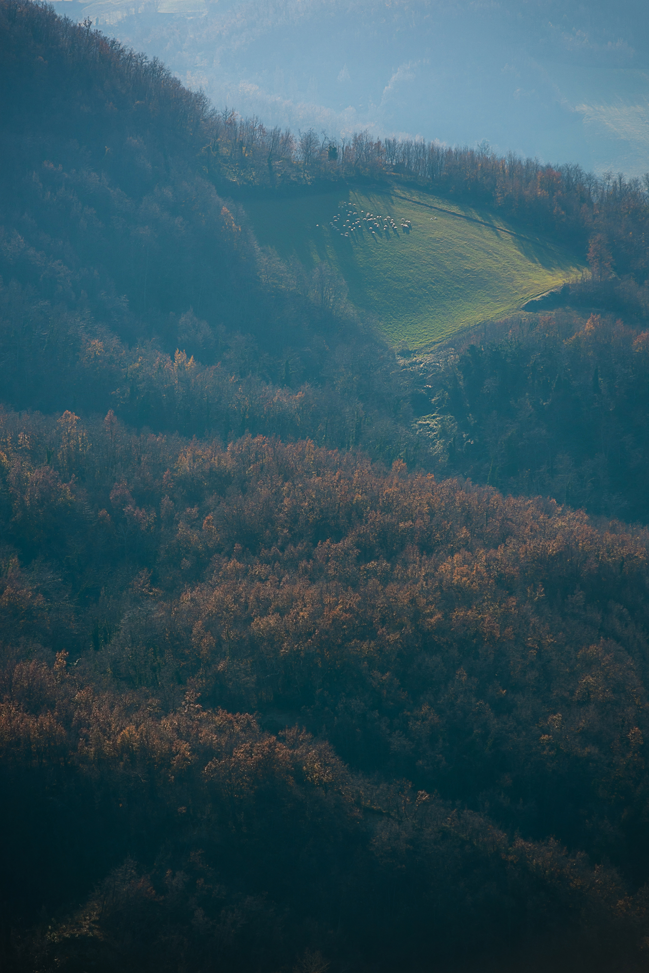 Pasture on the slope