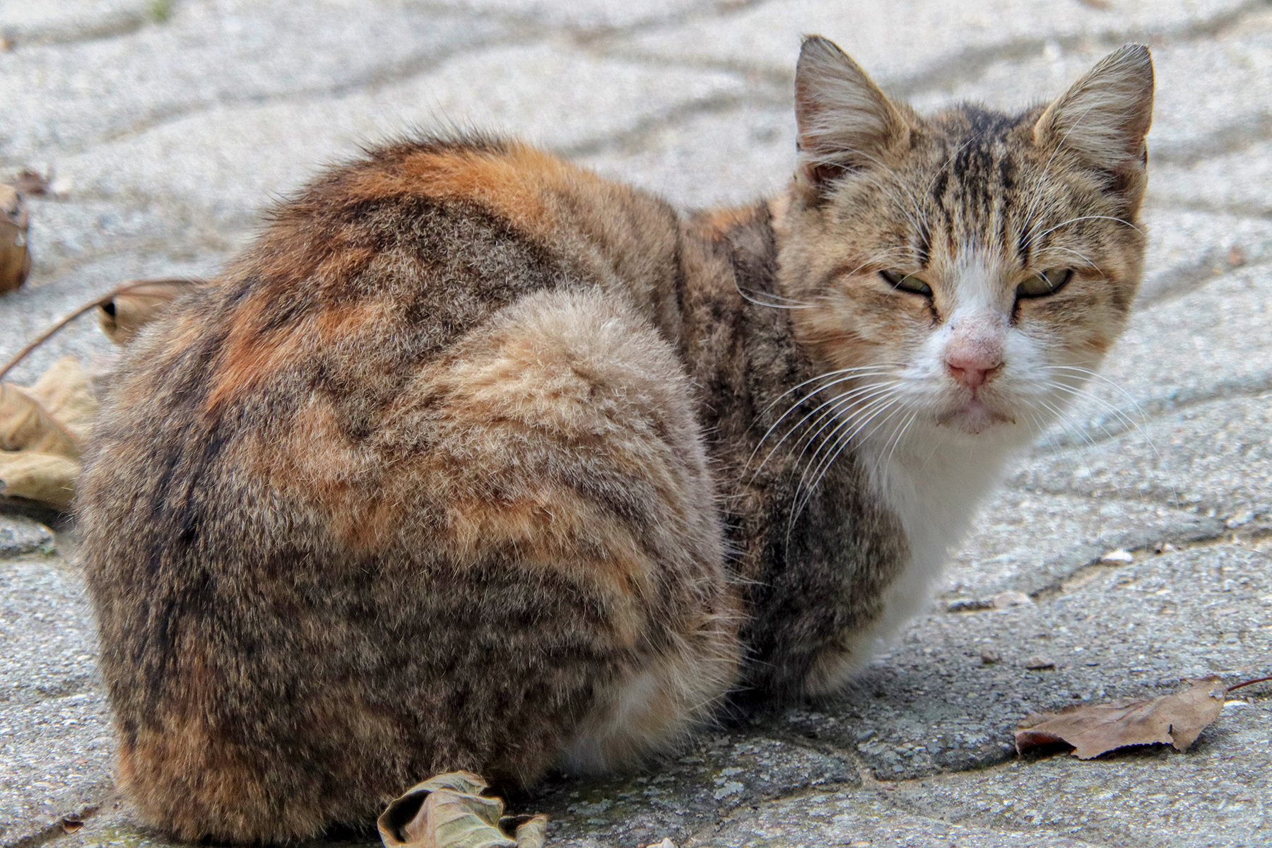 Ehi gattone! Te la scatto una foto?