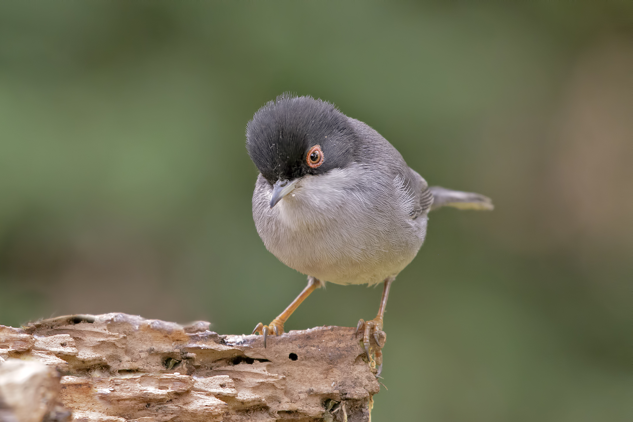 Sardinian Warbler