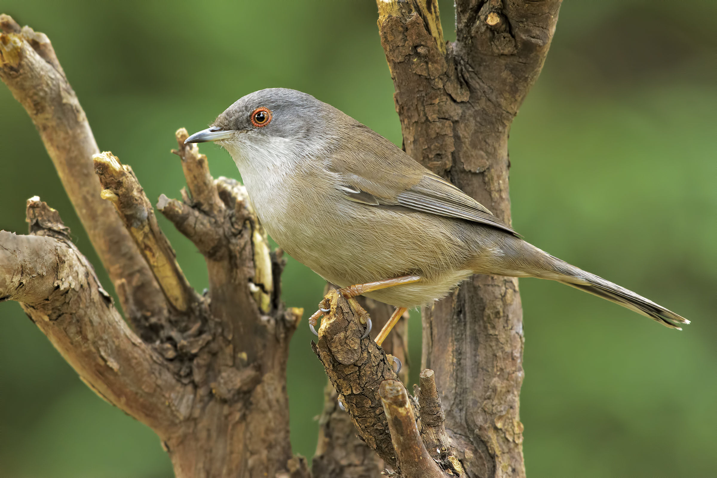 Occhiocotto (female)