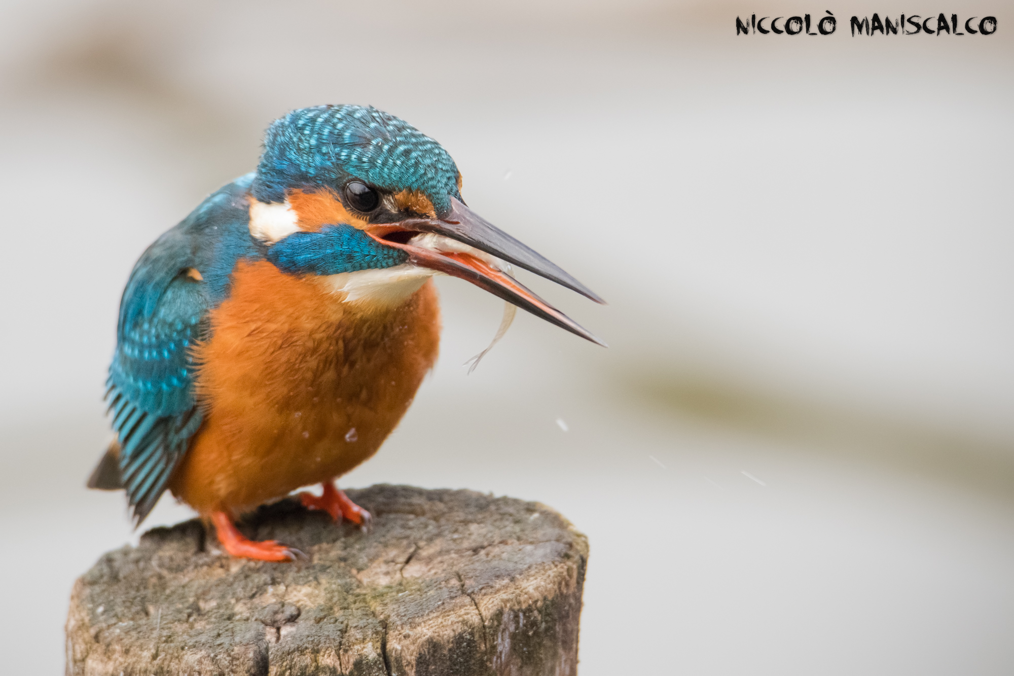 Snack for the Kingfisher