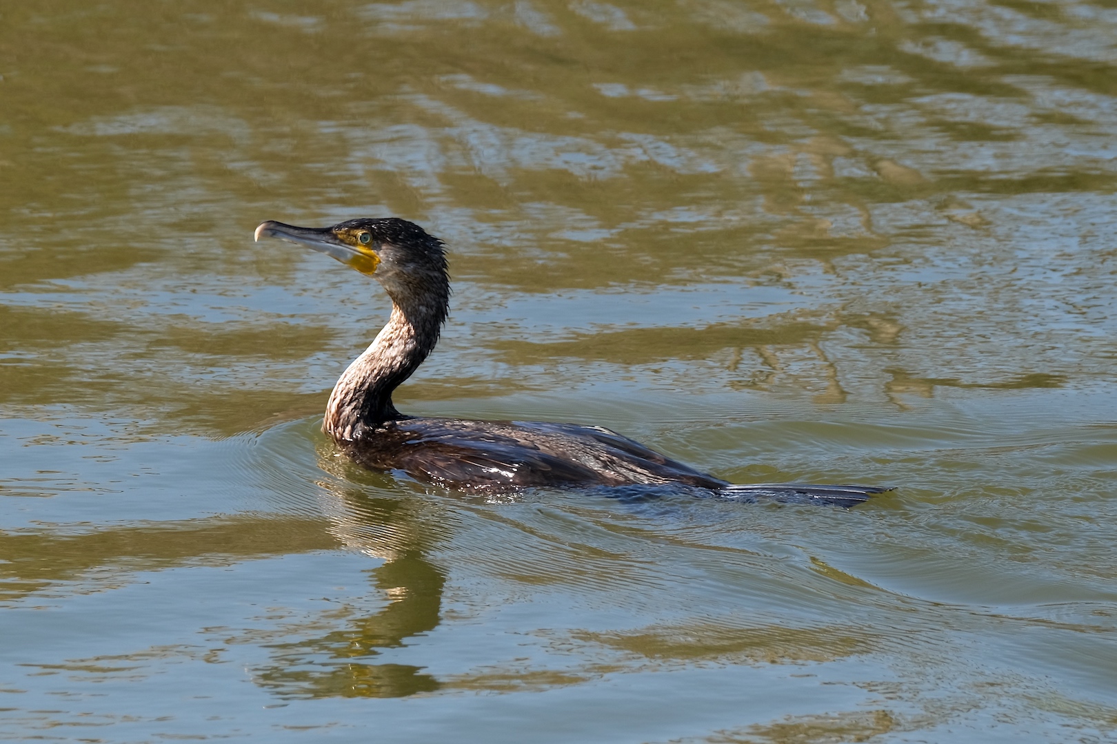 Cormorano