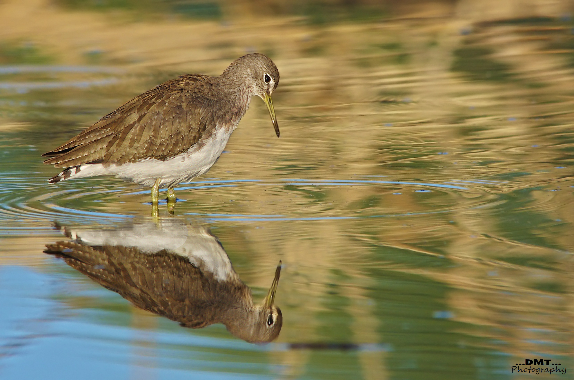 Sandpiper Wheatear