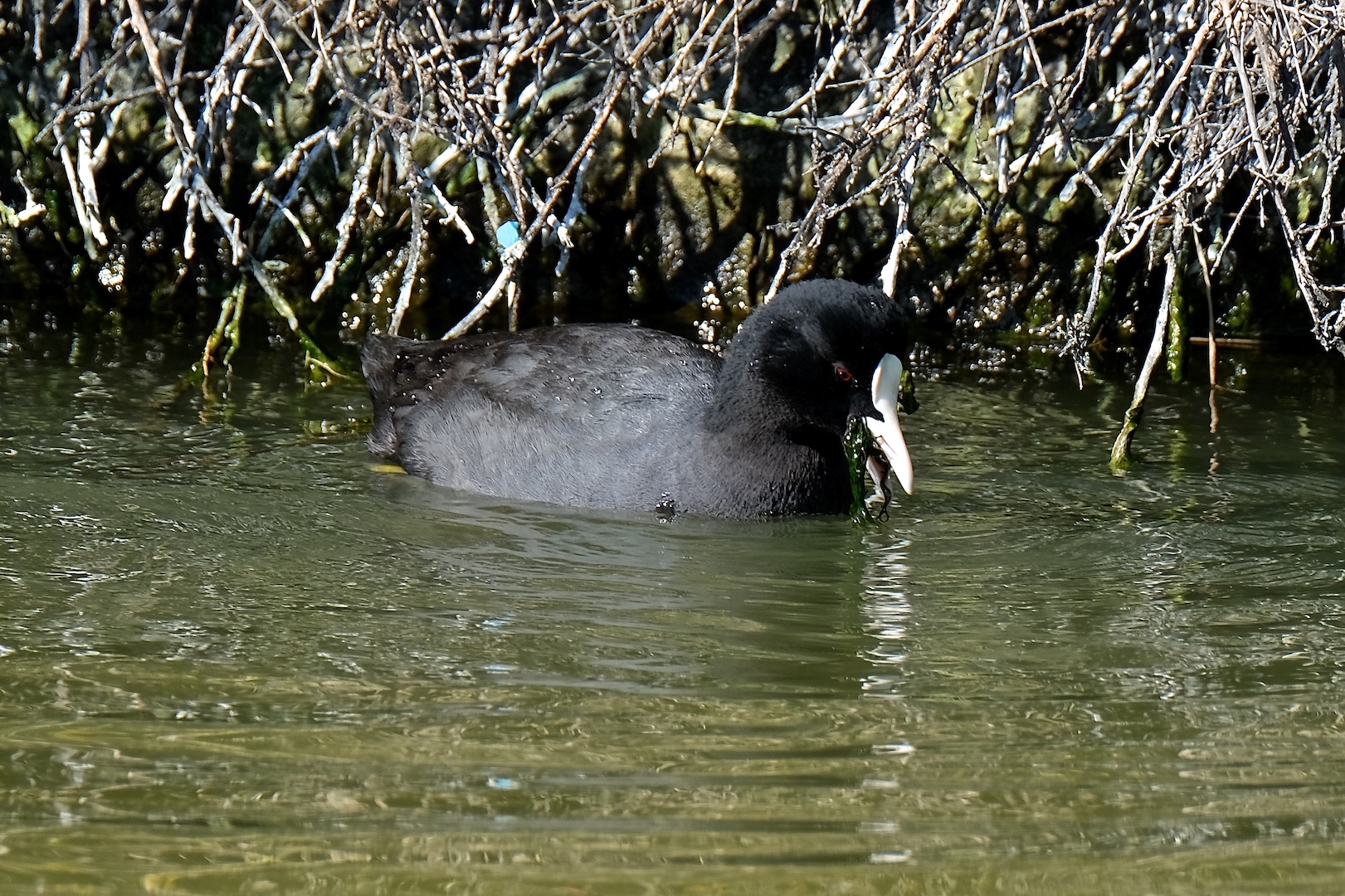 Folaga - Parco delle Saline