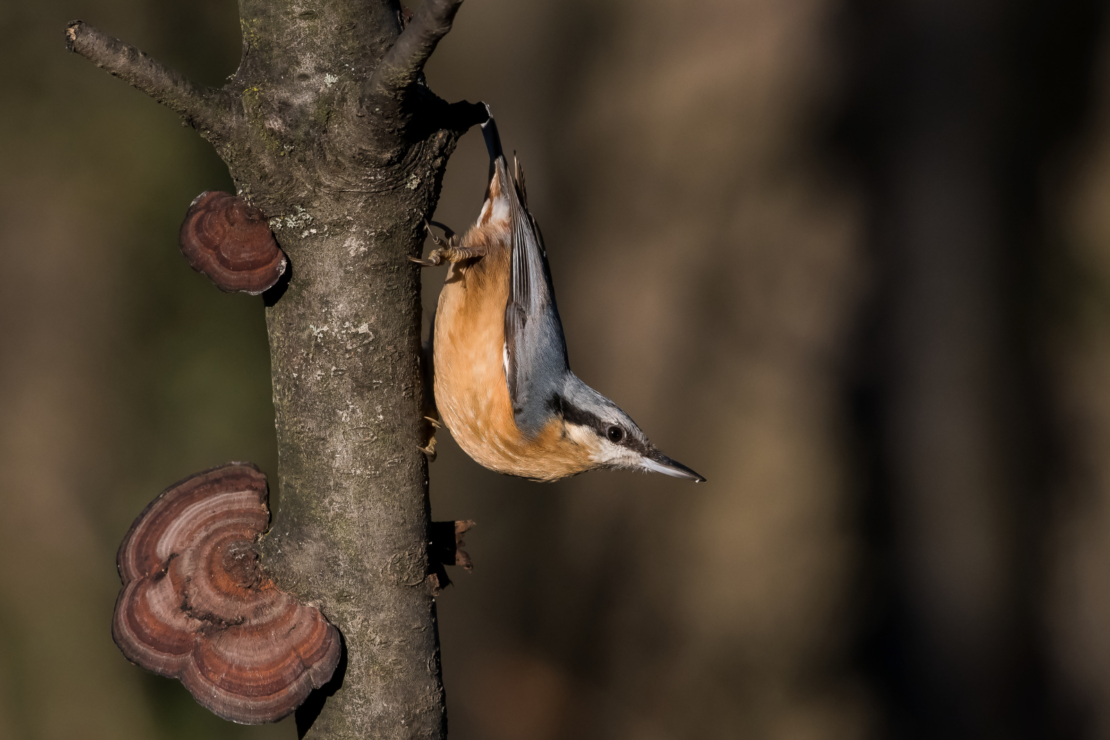 Nuthatch