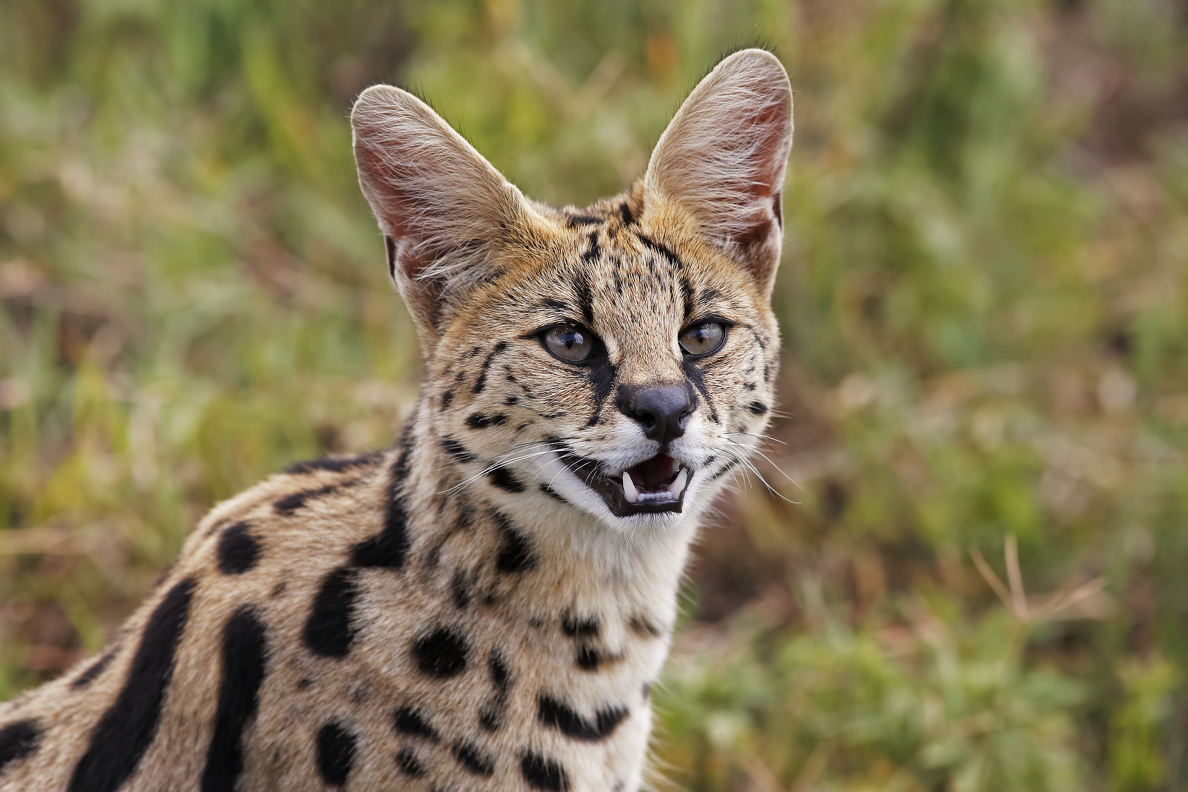 Serval
