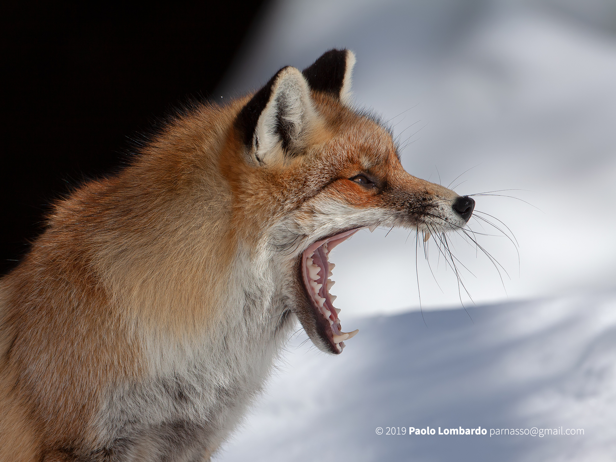 Vulpes vulpes - Red fox - Volpe