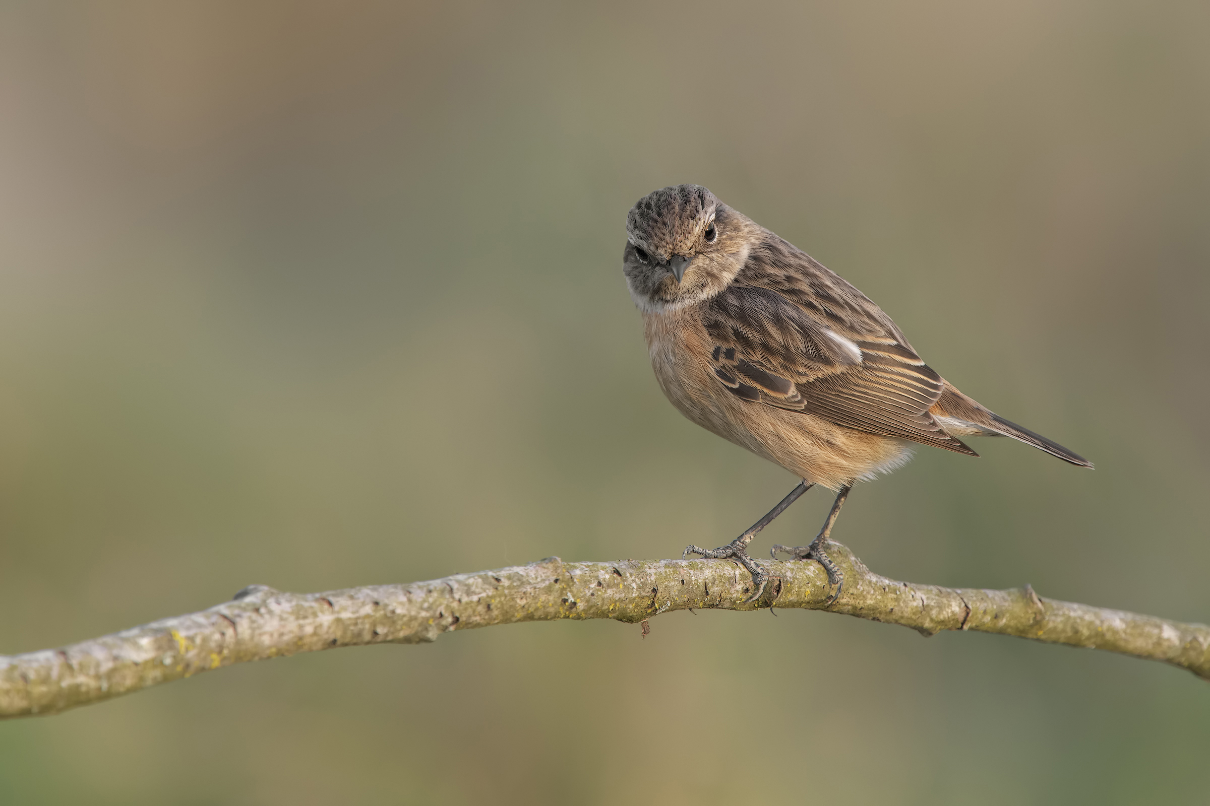 Saltimpalo (Saxixola Rubicola)