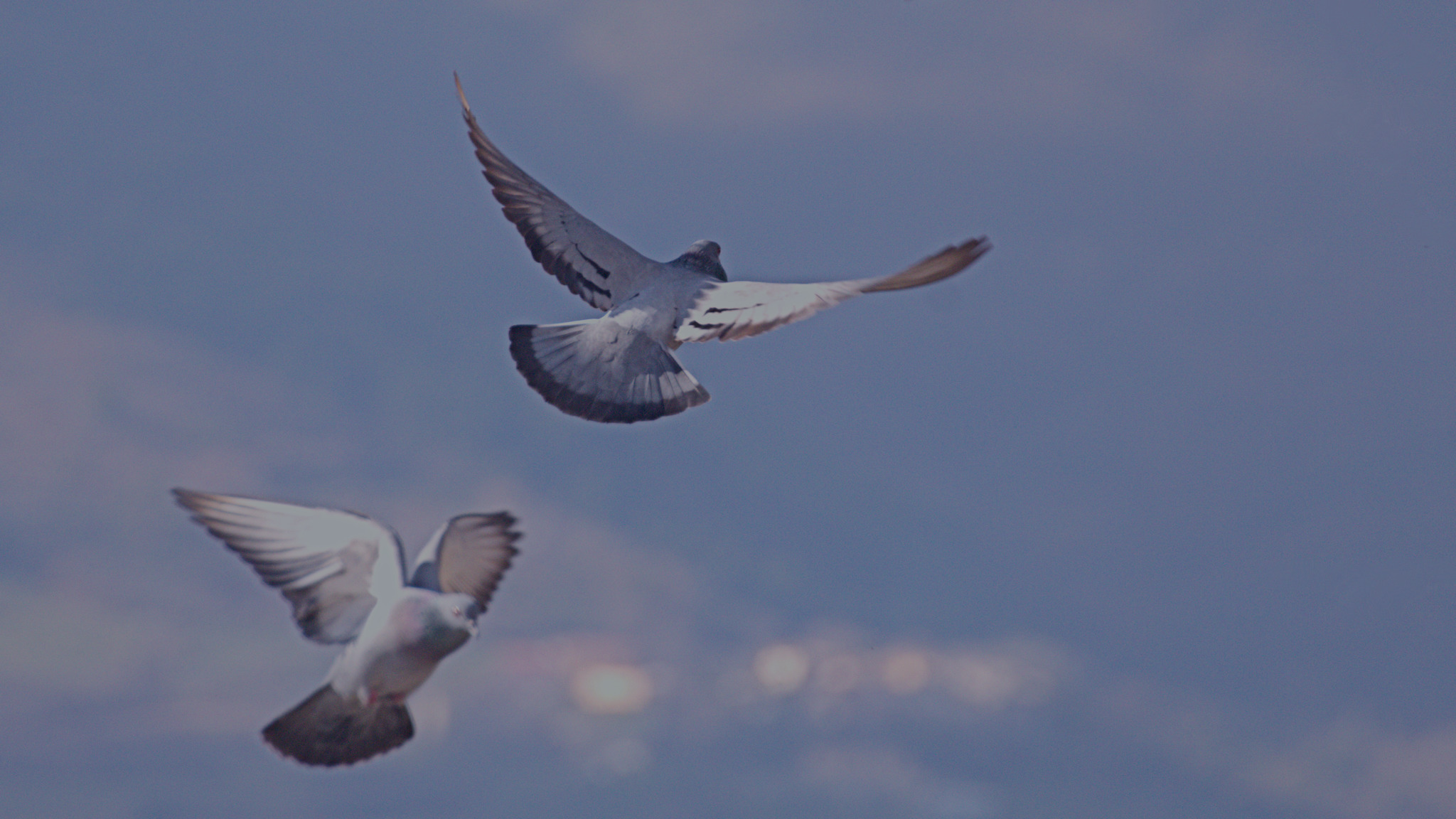 Pigeons in flight