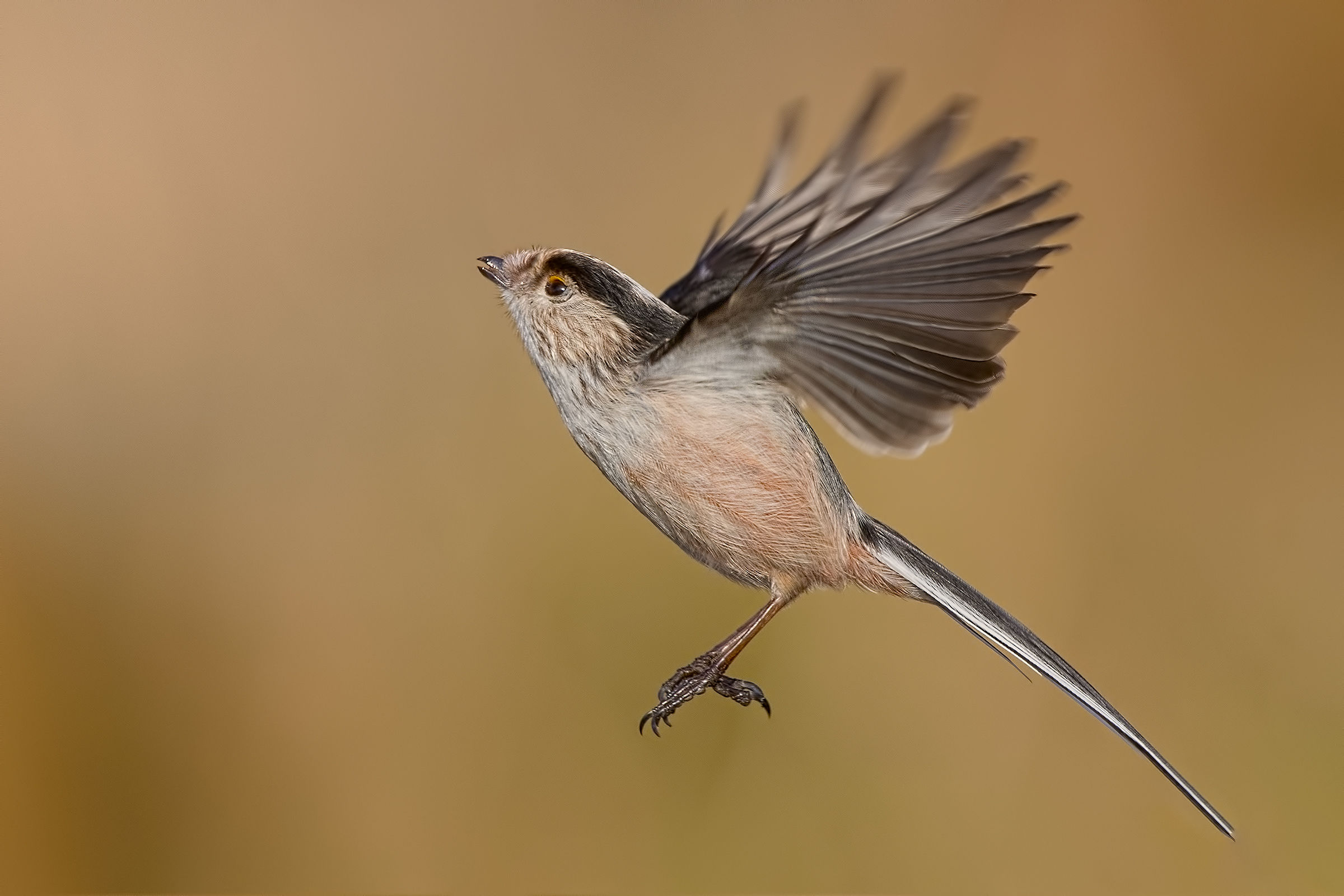 Codibugnolo-Winter 2019
