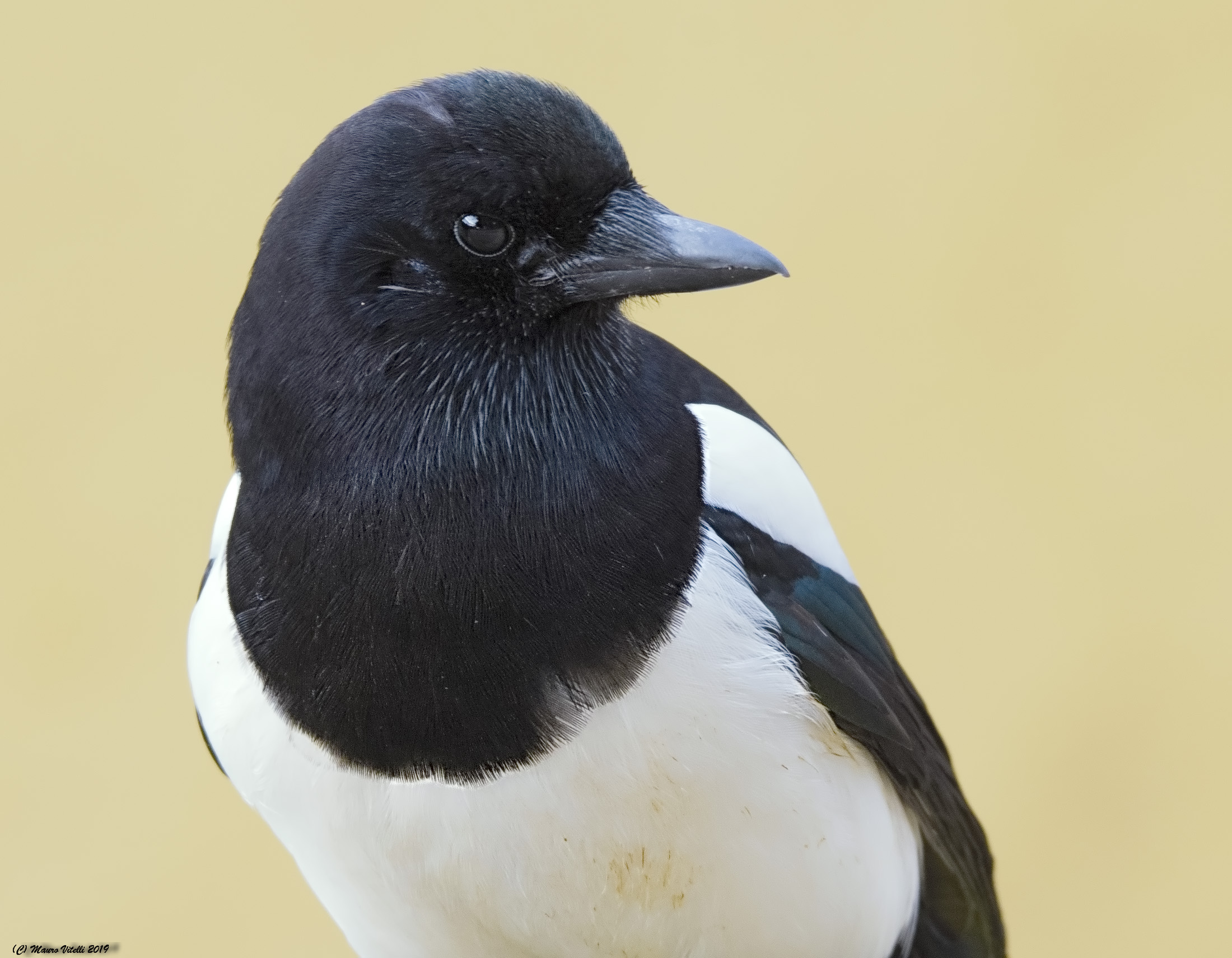 Ladra Magpie...