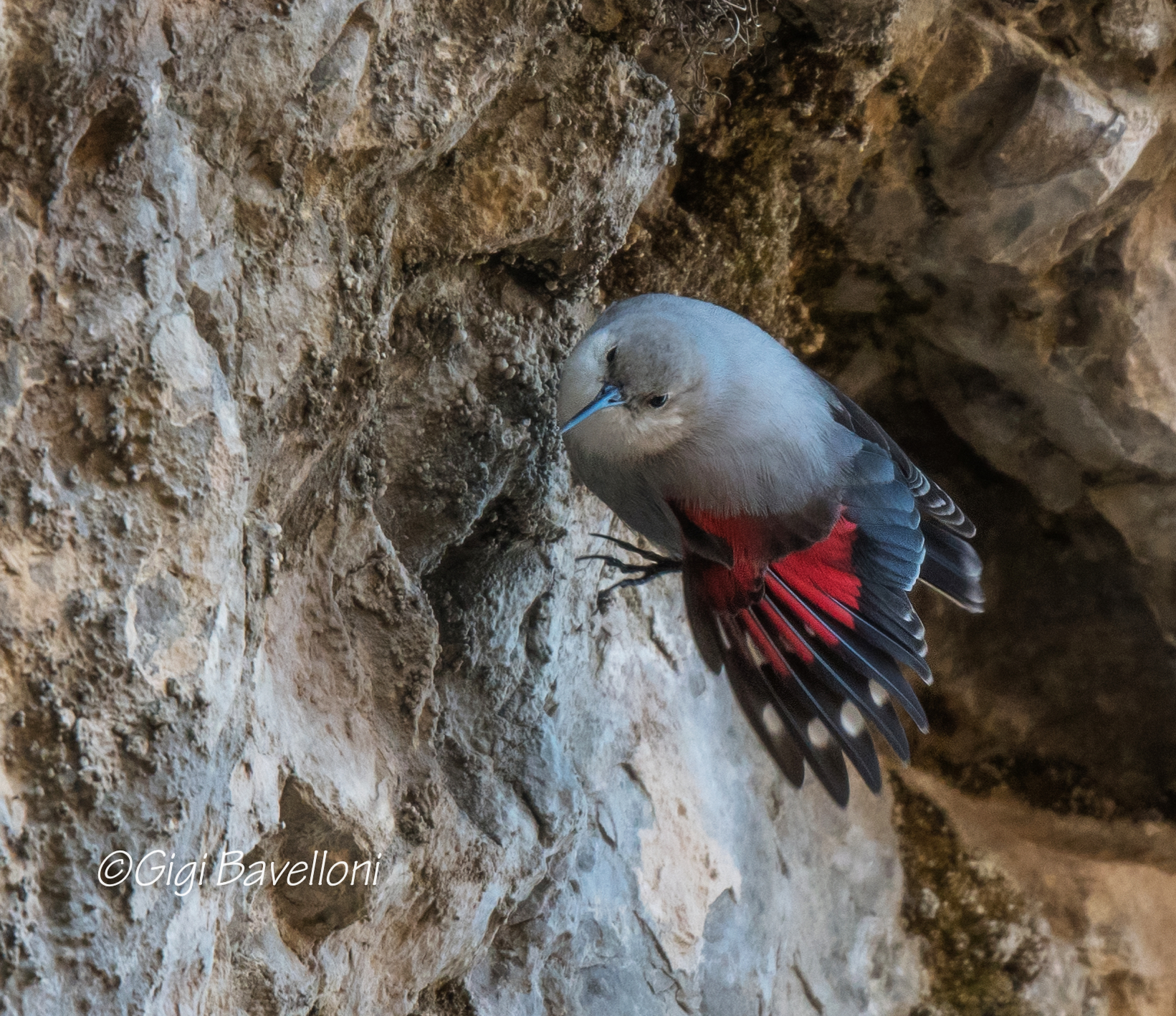 la farfalla delle rocce