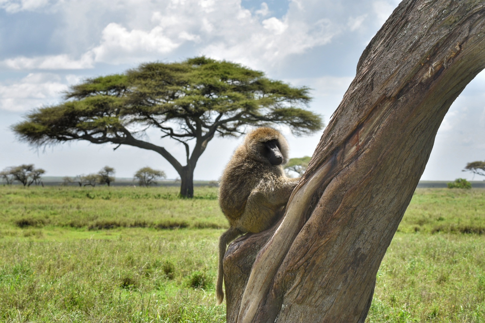 Comodamente sull'albero