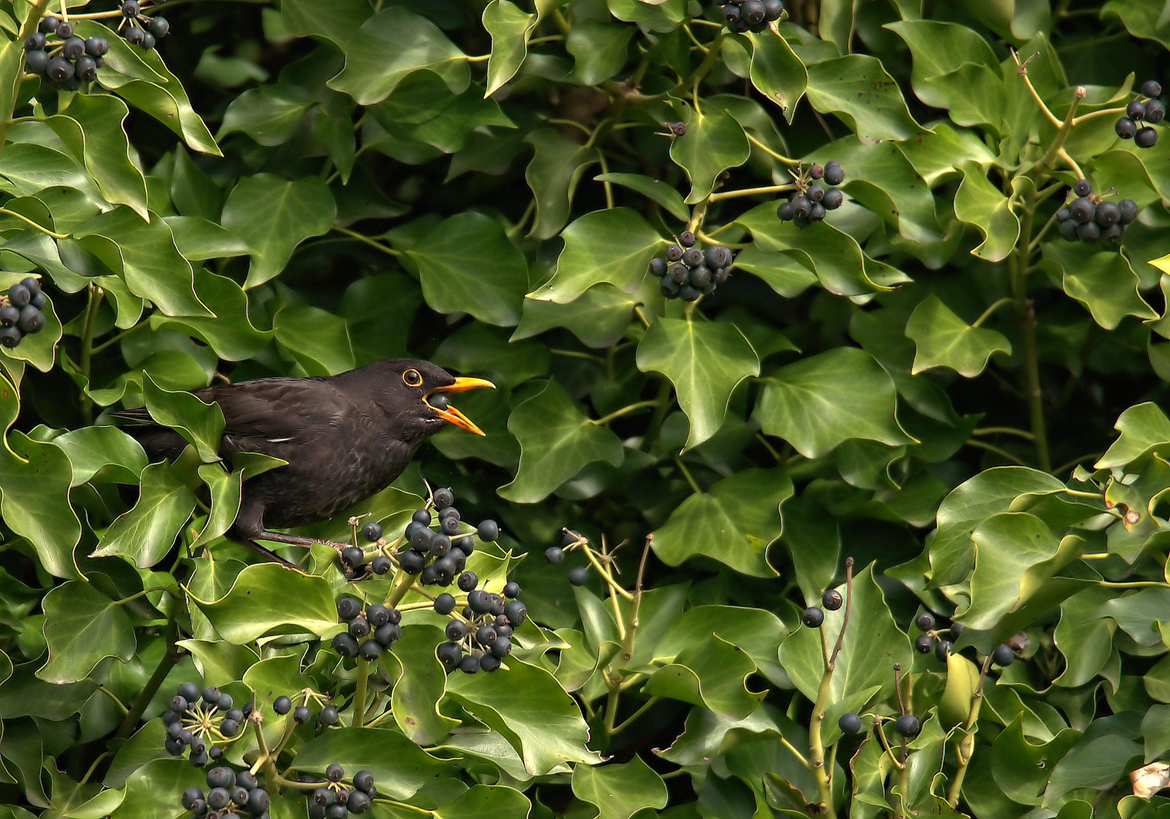 Male Blackbird