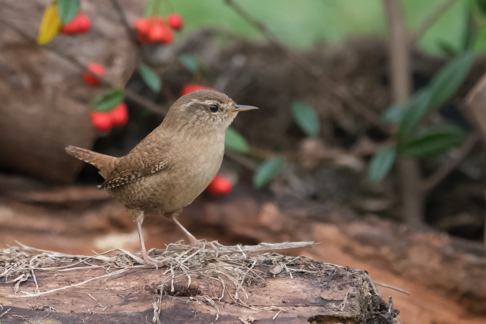 Wren