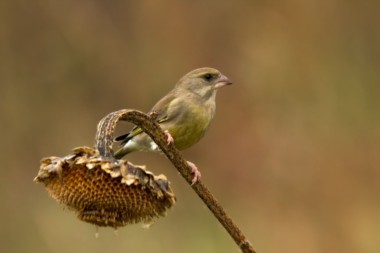 verdone e il girasole