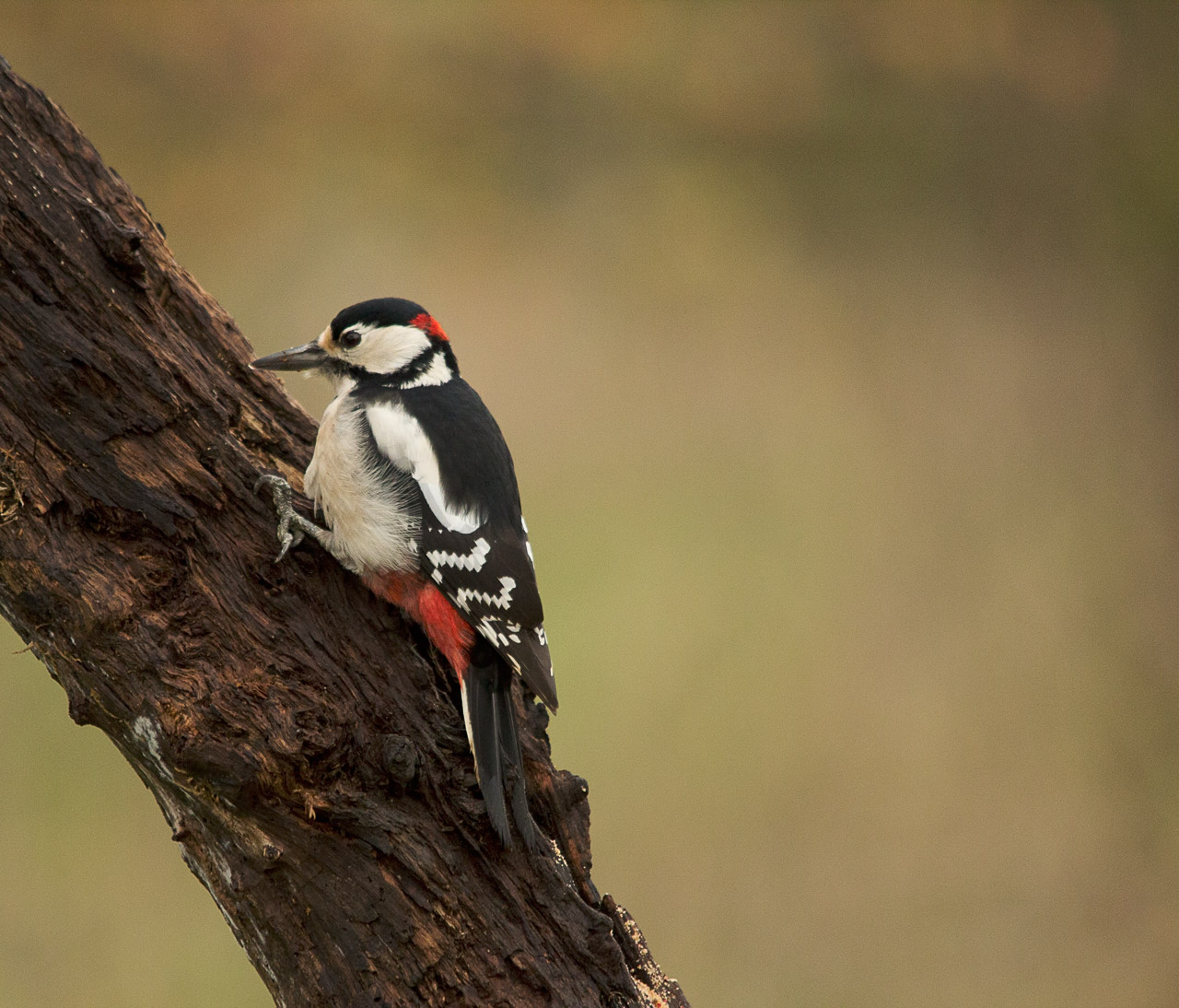 woodpecker